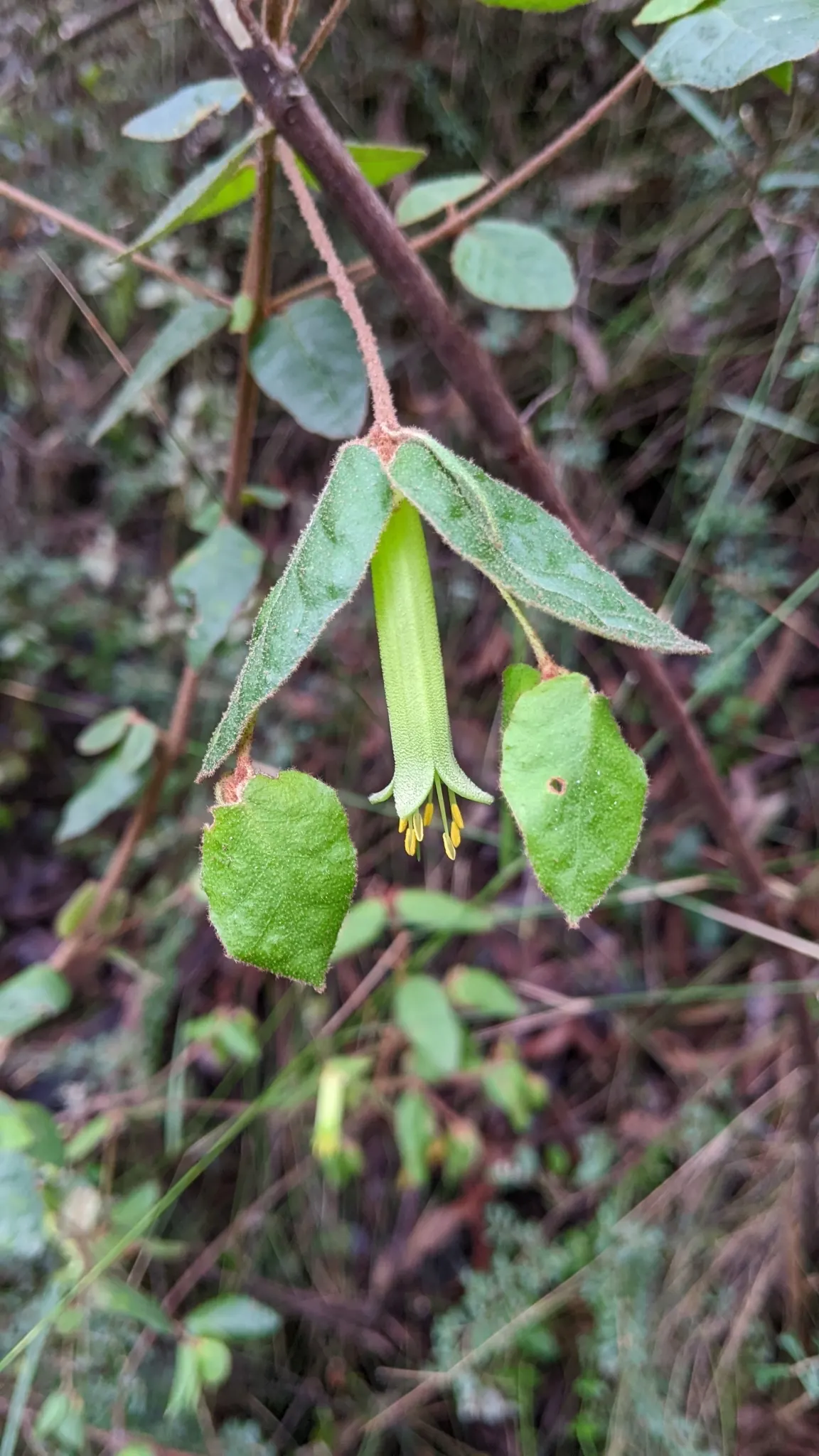 Australian Fuchsia (Correa Reflexa) — from well-drained sands to clay