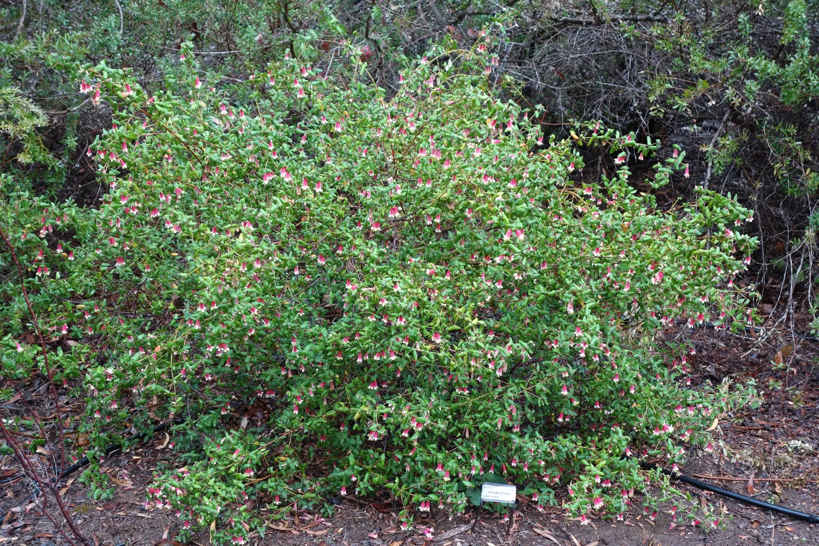 Australian Fuchsia (Correa Reflexa) — leathery leaves about 1 to 2 inches long