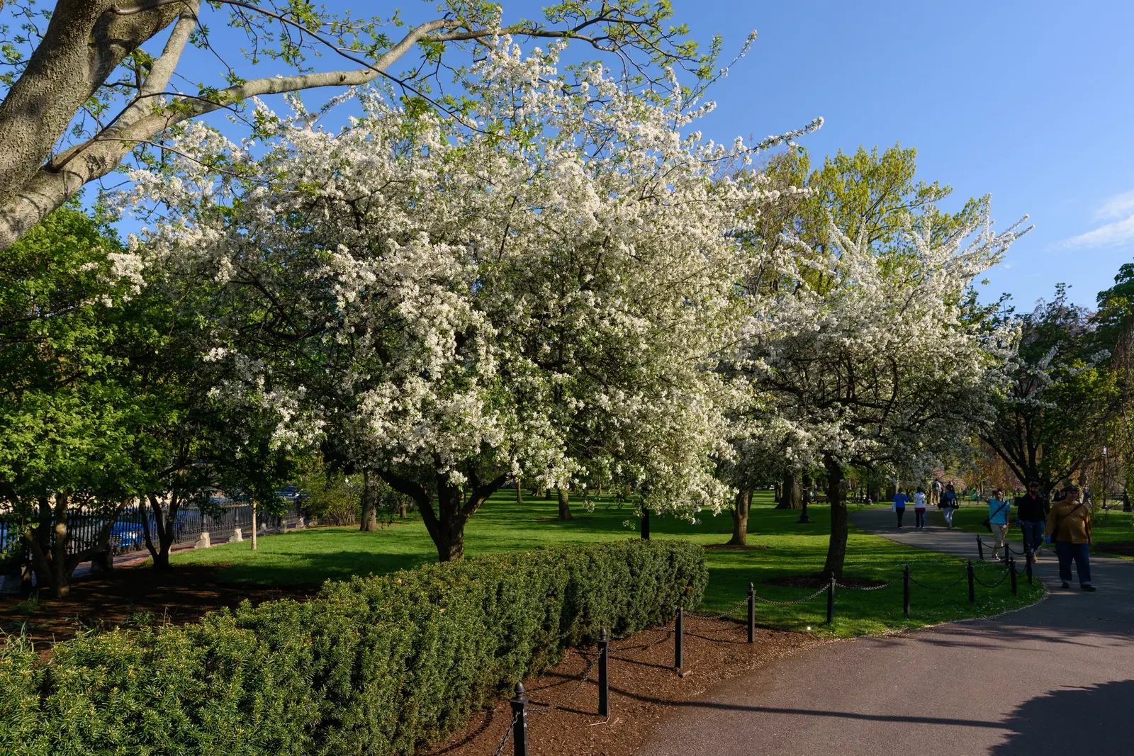 Snowdrift Crabapple (Malus 'Snowdrift') — making it a perennial favorite in landscape designs