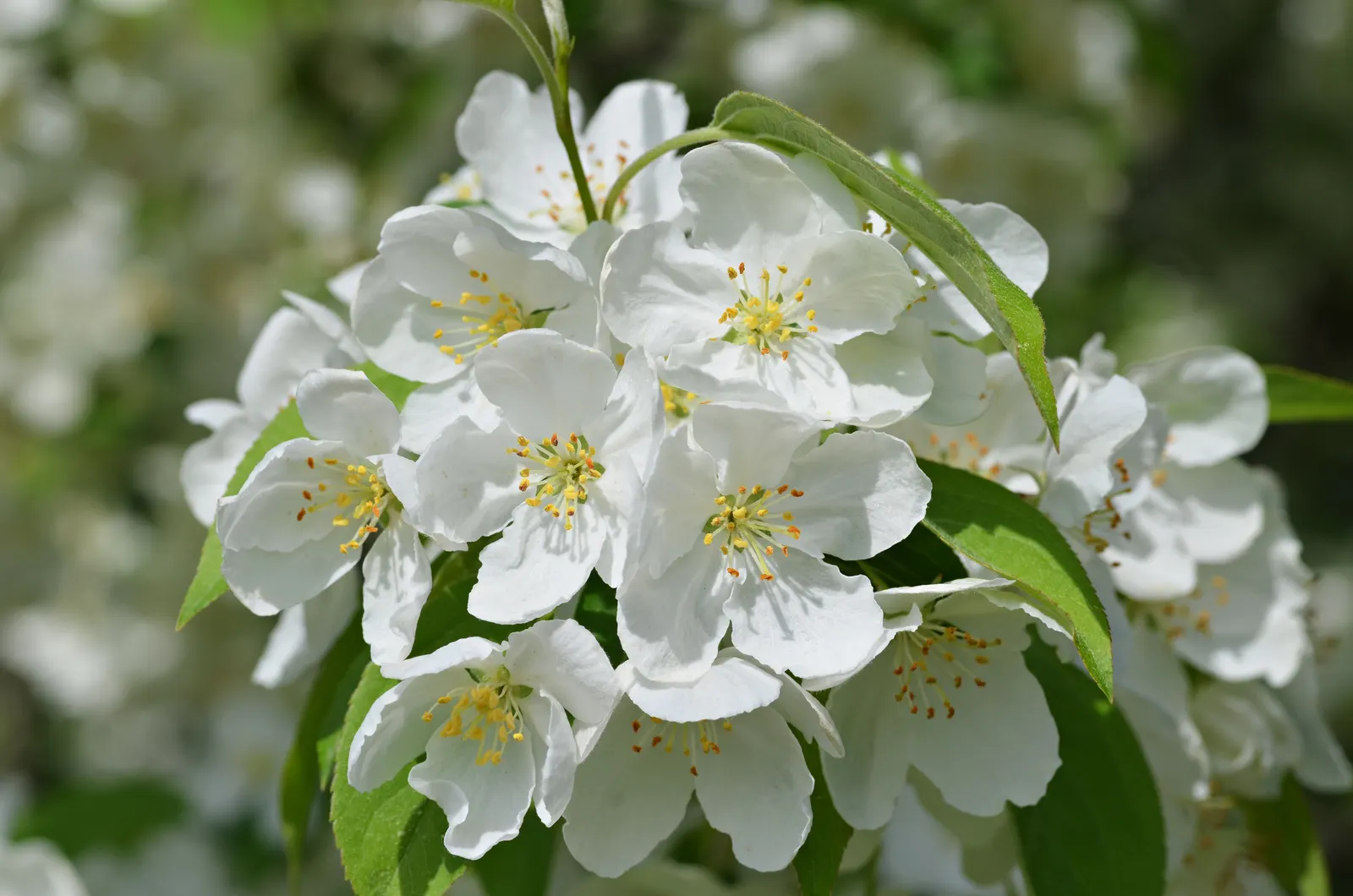 Snowdrift Crabapple (Malus 'Snowdrift') — It boasts a rounded canopy with a height and spread of about 15-20 feet