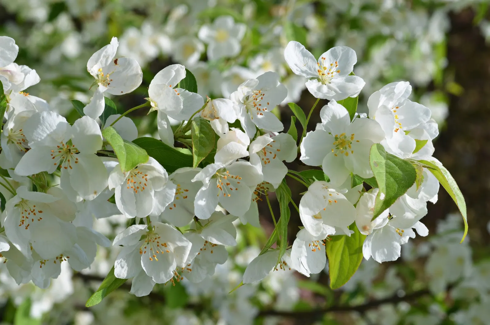 Snowdrift Crabapple (Malus 'Snowdrift') — In spring, clusters of fragrant, white flowers emerge, complemented by glossy green leaves