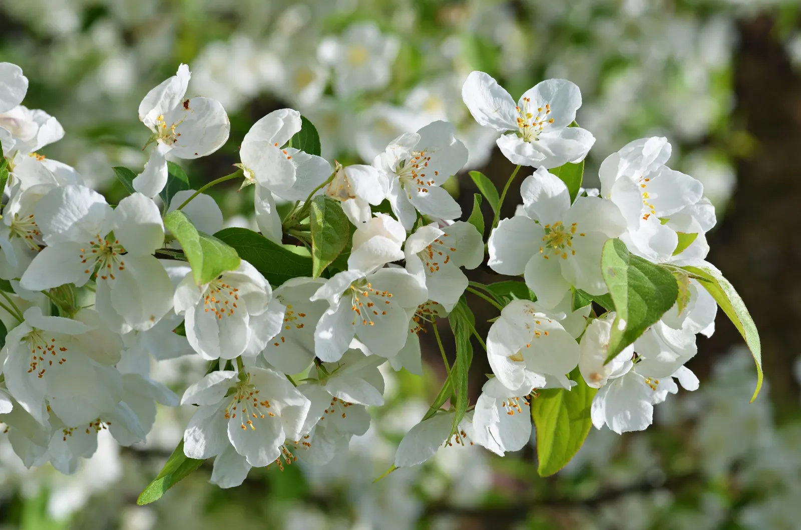 Snowdrift Crabapple (Malus 'Snowdrift') — this deciduous tree typically reaches a mature height and spread of 15 to 20 feet