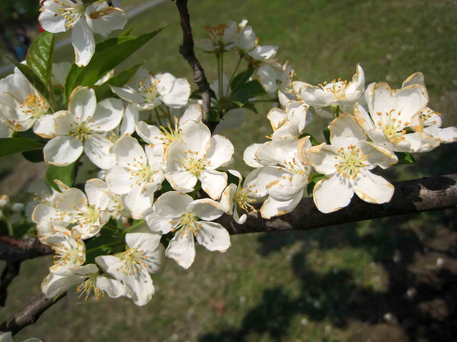 Snowdrift Crabapple (Malus 'Snowdrift') — The Malus 'Snowdrift' is a picturesque, deciduous tree, perfect for adding spring to fall interest
