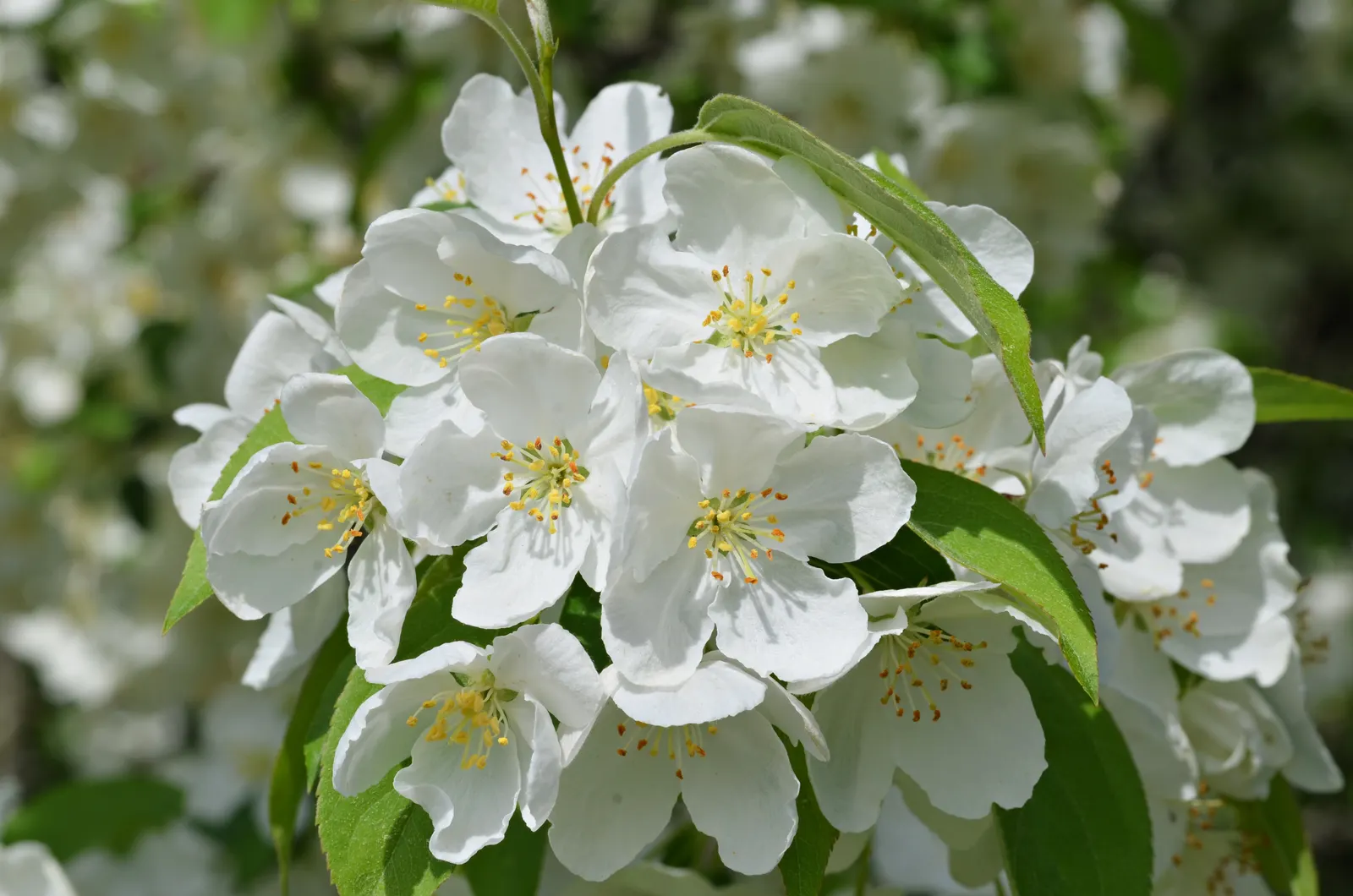 Snowdrift Crabapple (Malus 'Snowdrift') — allowing for versatile placement in both spacious and moderately constrained garden areas.<br><br>In spring