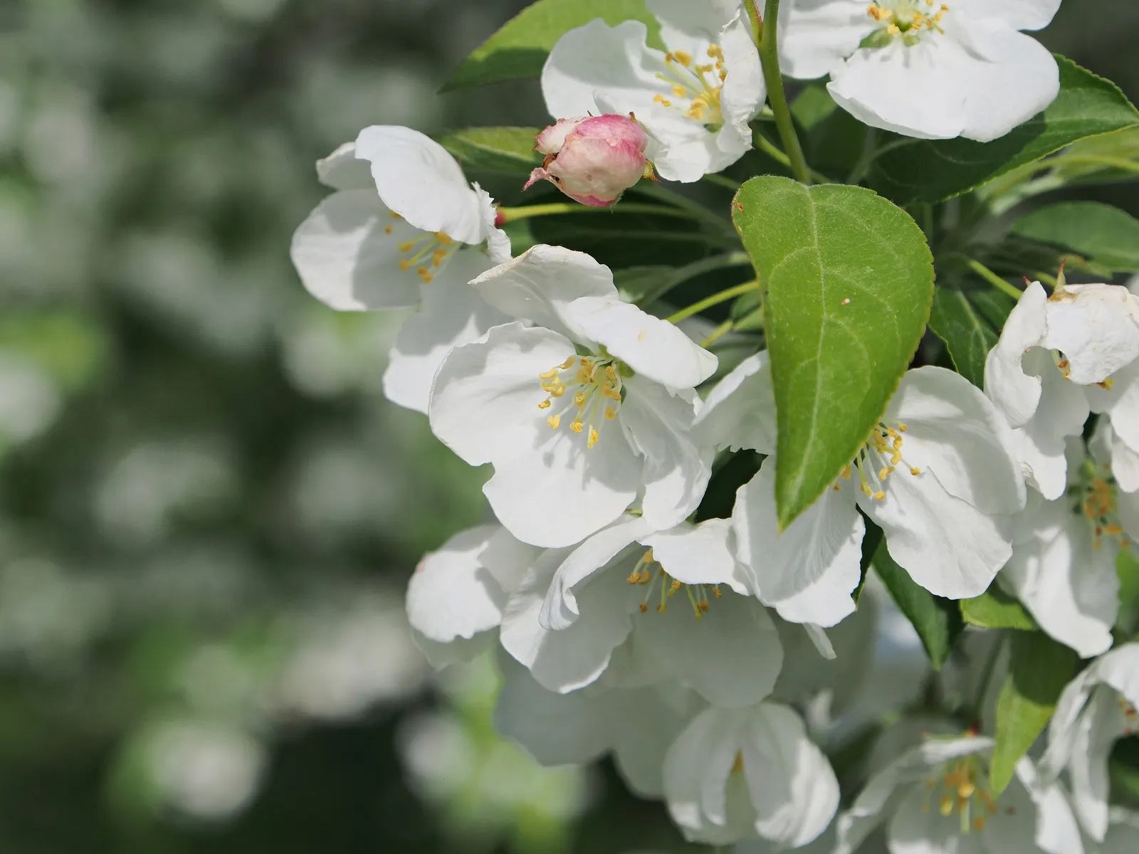 Snowdrift Crabapple (Malus 'Snowdrift') — By fall, the foliage turns yellow, and bright orange-red fruits, around 0.5-inch in diameter, attract birds