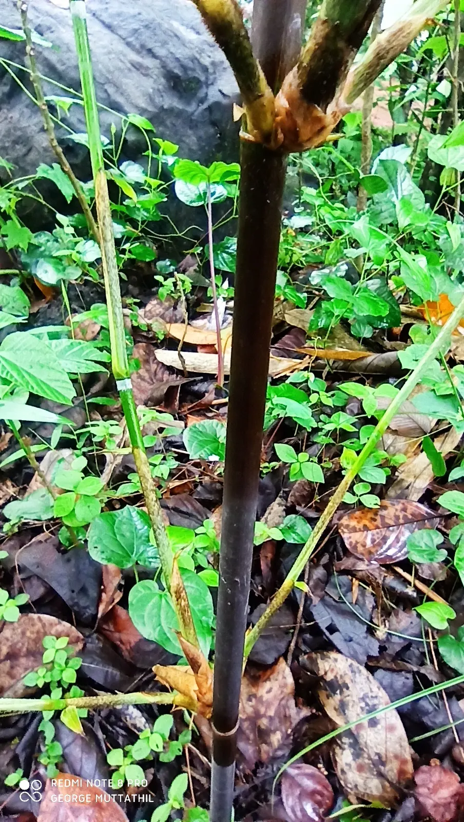 Black Bamboo (Phyllostachys Nigra) — canes mature to jet black in 2-3 years; making it an excellent feature in a landscape designed for visual, image 56