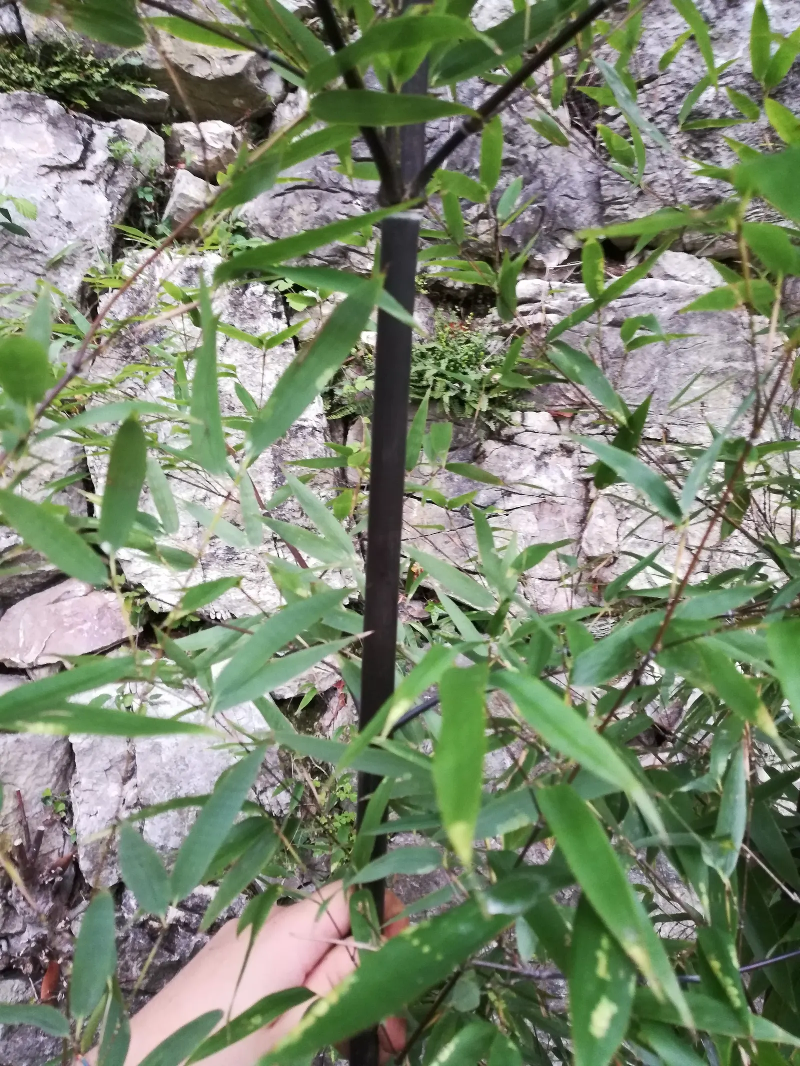 Black Bamboo (Phyllostachys Nigra) — Ideal as a privacy screen or focal point in a garden design