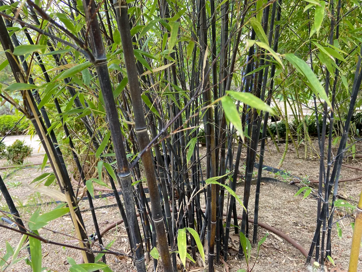 Black Bamboo (Phyllostachys Nigra) — Department of Agriculture hardiness zones 7 through 10