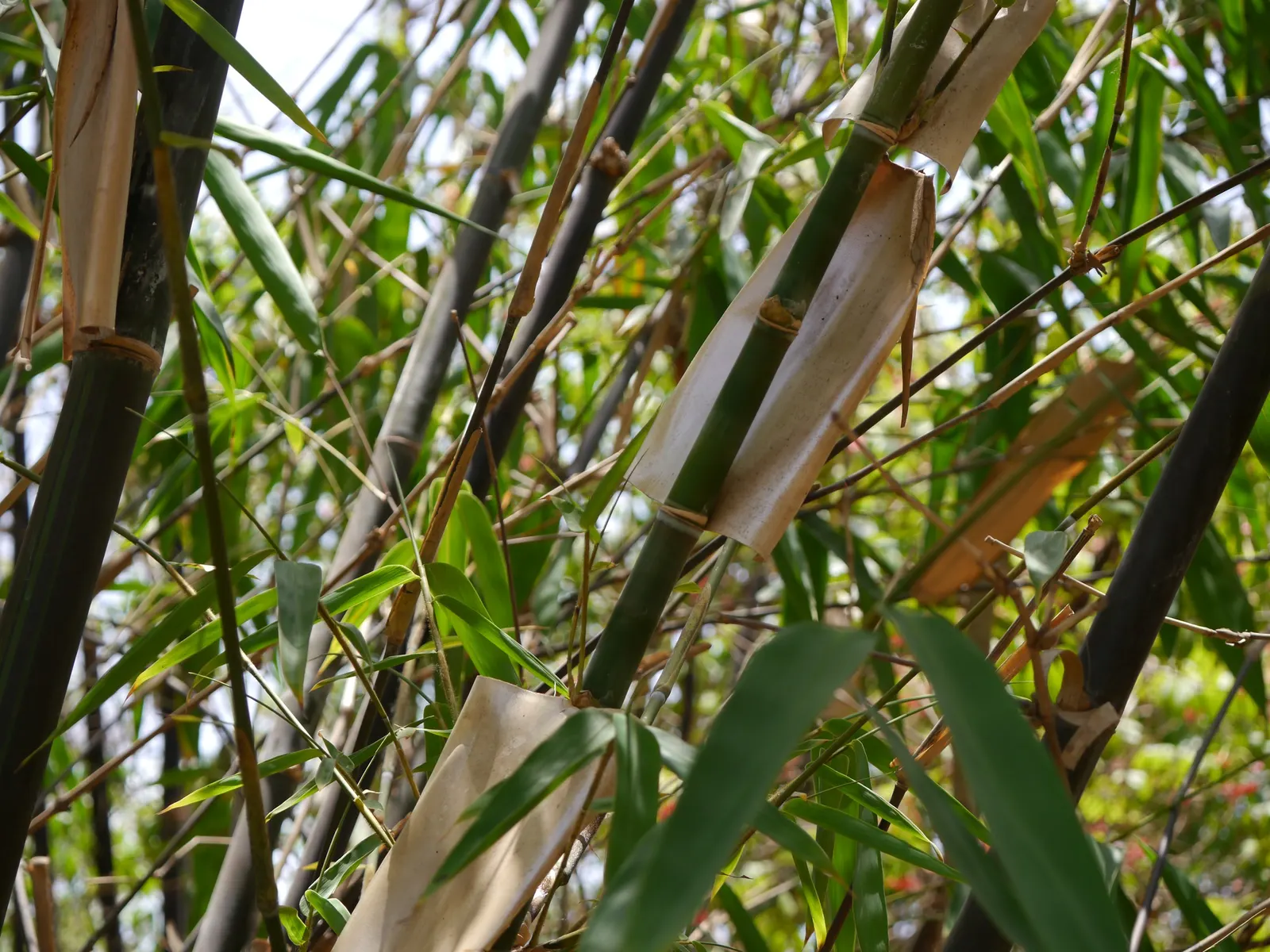 Black Bamboo (Phyllostachys Nigra) — is a striking species of bamboo known for its distinctively dark-colored culms; delivers a striking contrast, image 43