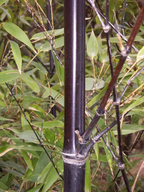 Black Bamboo (Phyllostachys Nigra) — Thrives in full sun to partial shade and prefers moist, well-draining soil