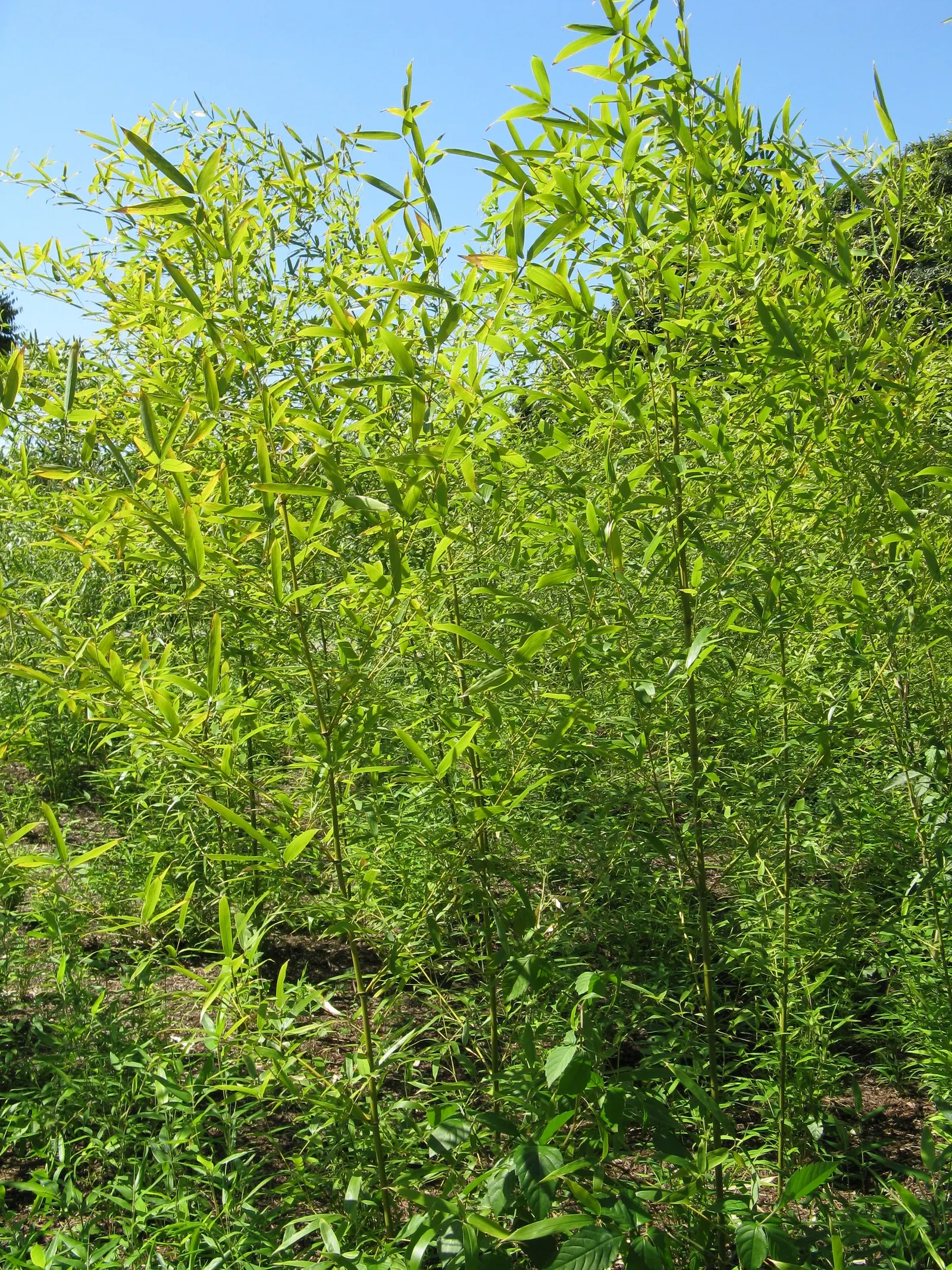 Black Bamboo (Phyllostachys Nigra) — reaching 15-25 feet tall with 1-2 inch diameter in USDA zones 7-10; bamboo for half or shade, image 39