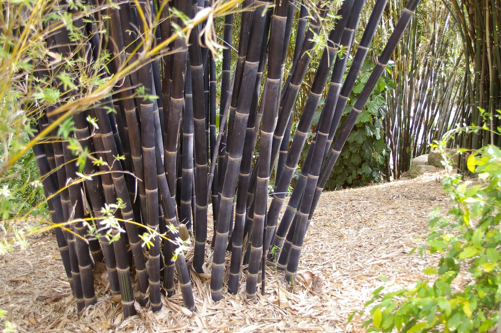 Black Bamboo (Phyllostachys Nigra) — Pruning of dead canes and thinning of the grove can encourage airflow and enhance the plant's natural elegance