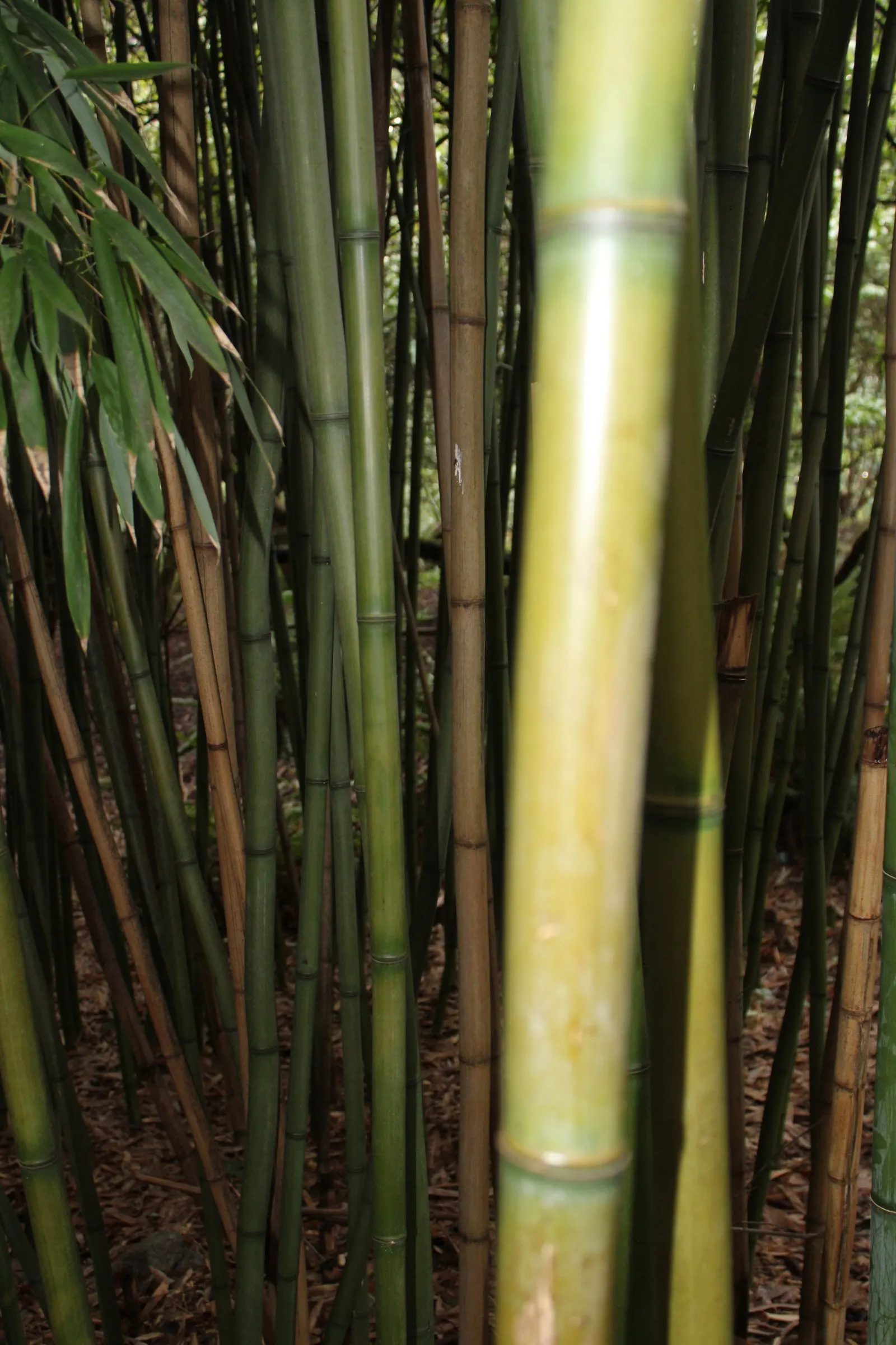 Black Bamboo (Phyllostachys Nigra) — Rapid growth may require containment