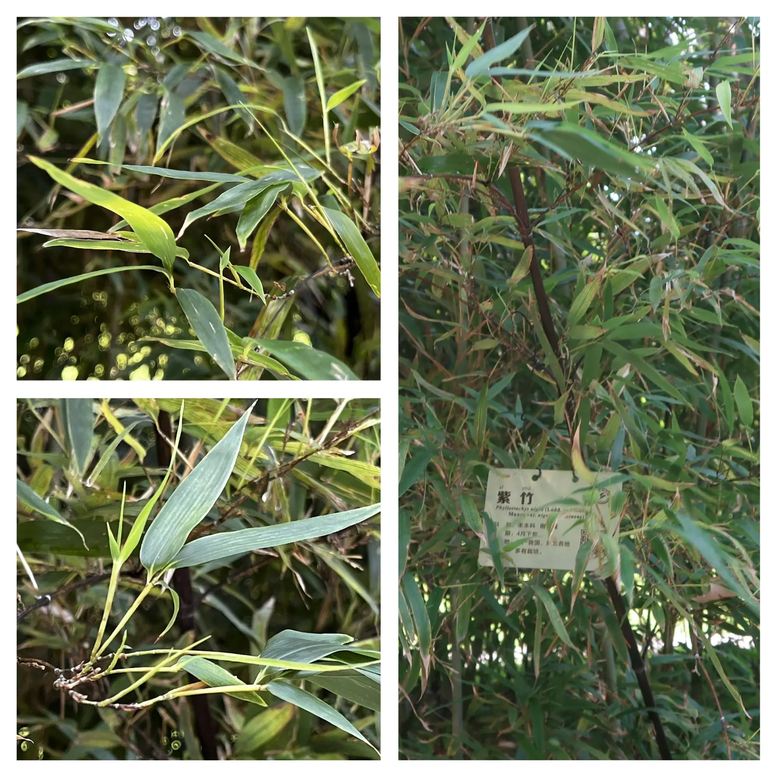 Black Bamboo (Phyllostachys Nigra) — Thrives in full sun to partial shade and prefers moist, well-draining soil; is a striking species of bamboo, image 58
