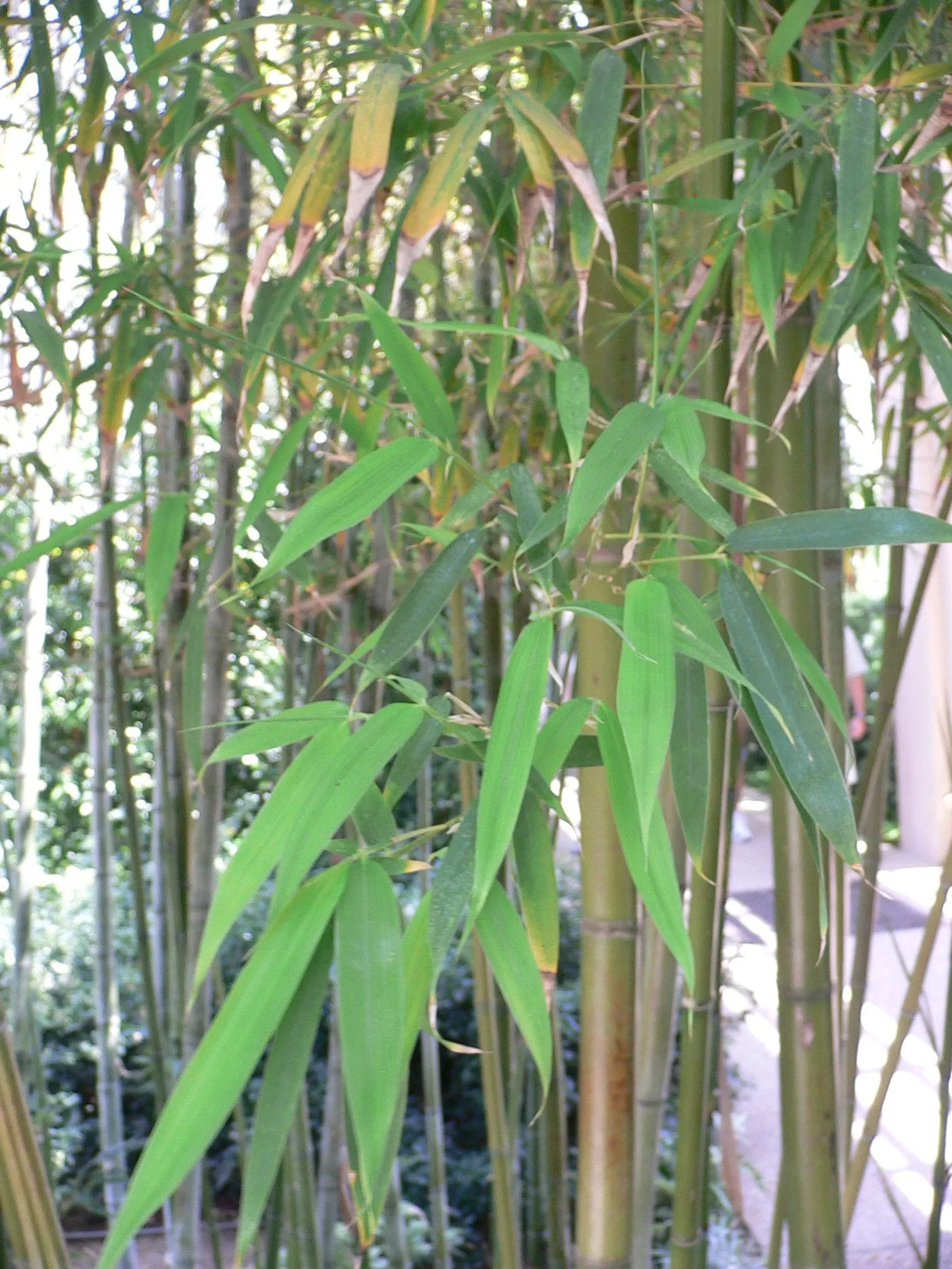 Black Bamboo (Phyllostachys Nigra) — which mature from green to a deep black over a period of 2-3 years; pruning of dead canes and thinning of the grove can