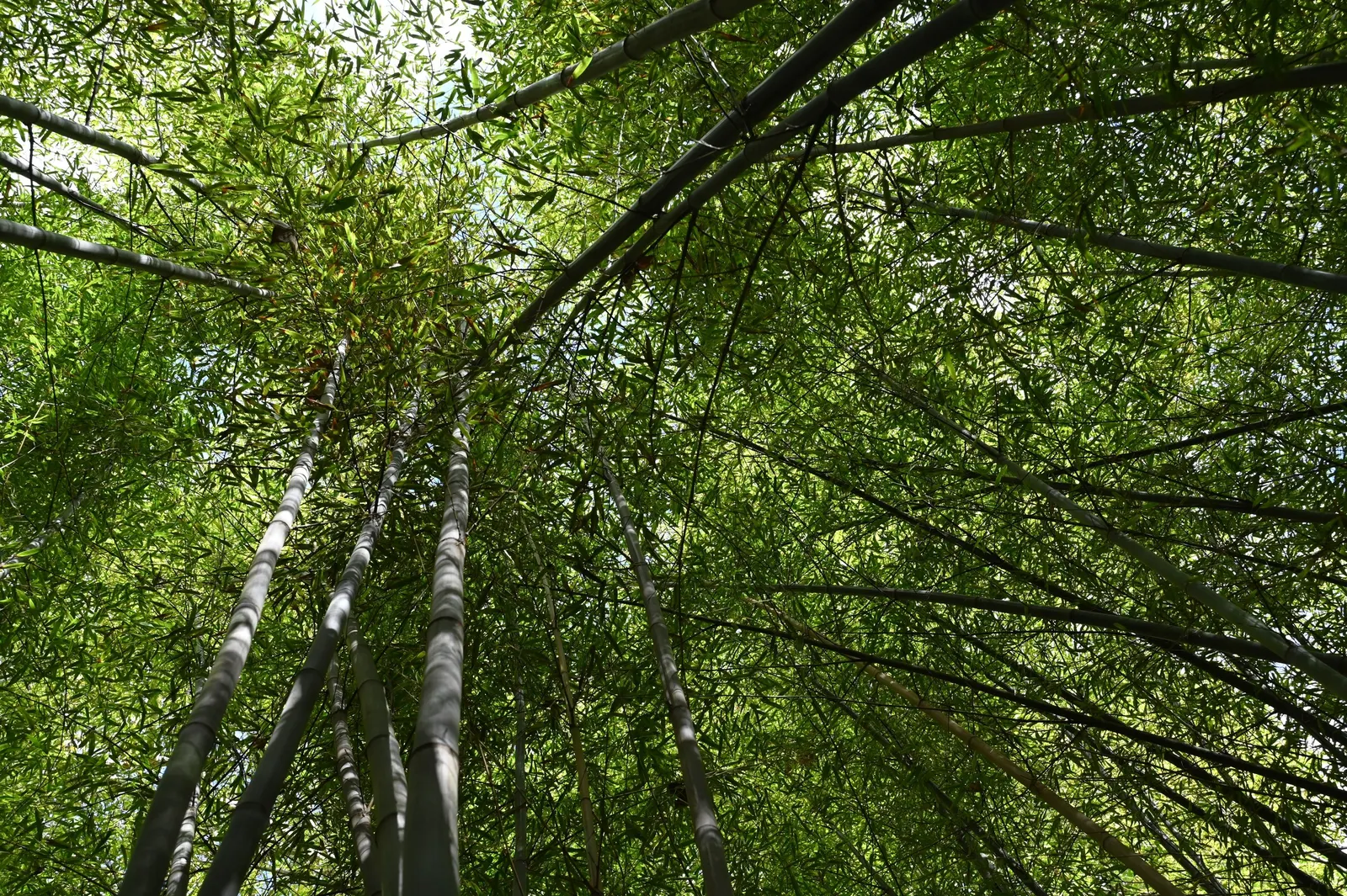Black Bamboo (Phyllostachys Nigra) — For optimal growth and health
