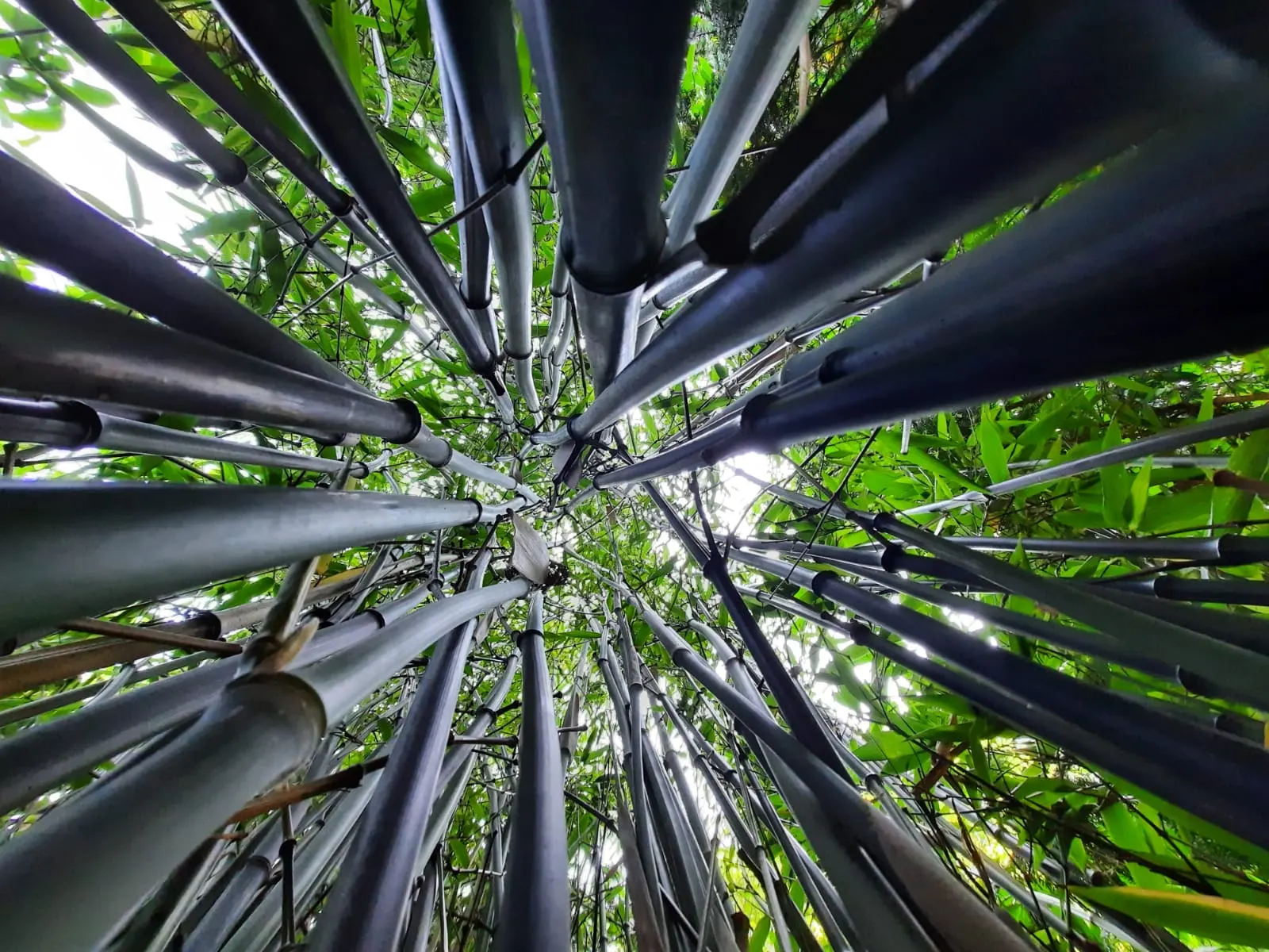 Black Bamboo (Phyllostachys Nigra) — is a striking species of bamboo known for its distinctively dark-colored culms