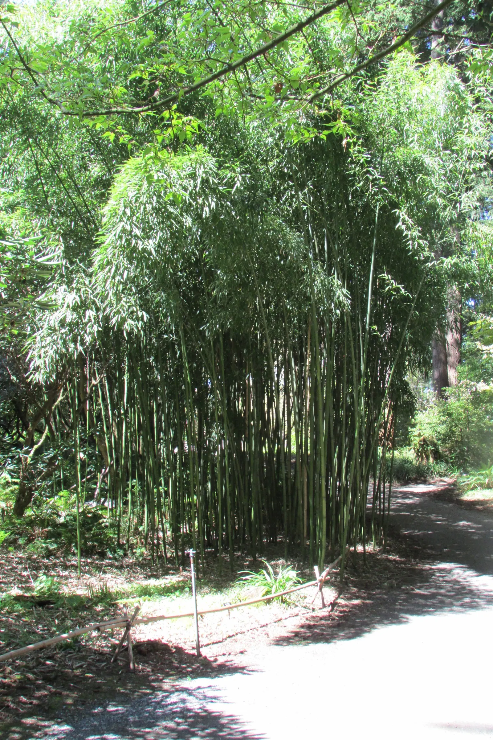 Black Bamboo (Phyllostachys Nigra) — it can grow up to 24 inches in a day during the growing season; department of Agriculture hardiness zones 7 through 10
