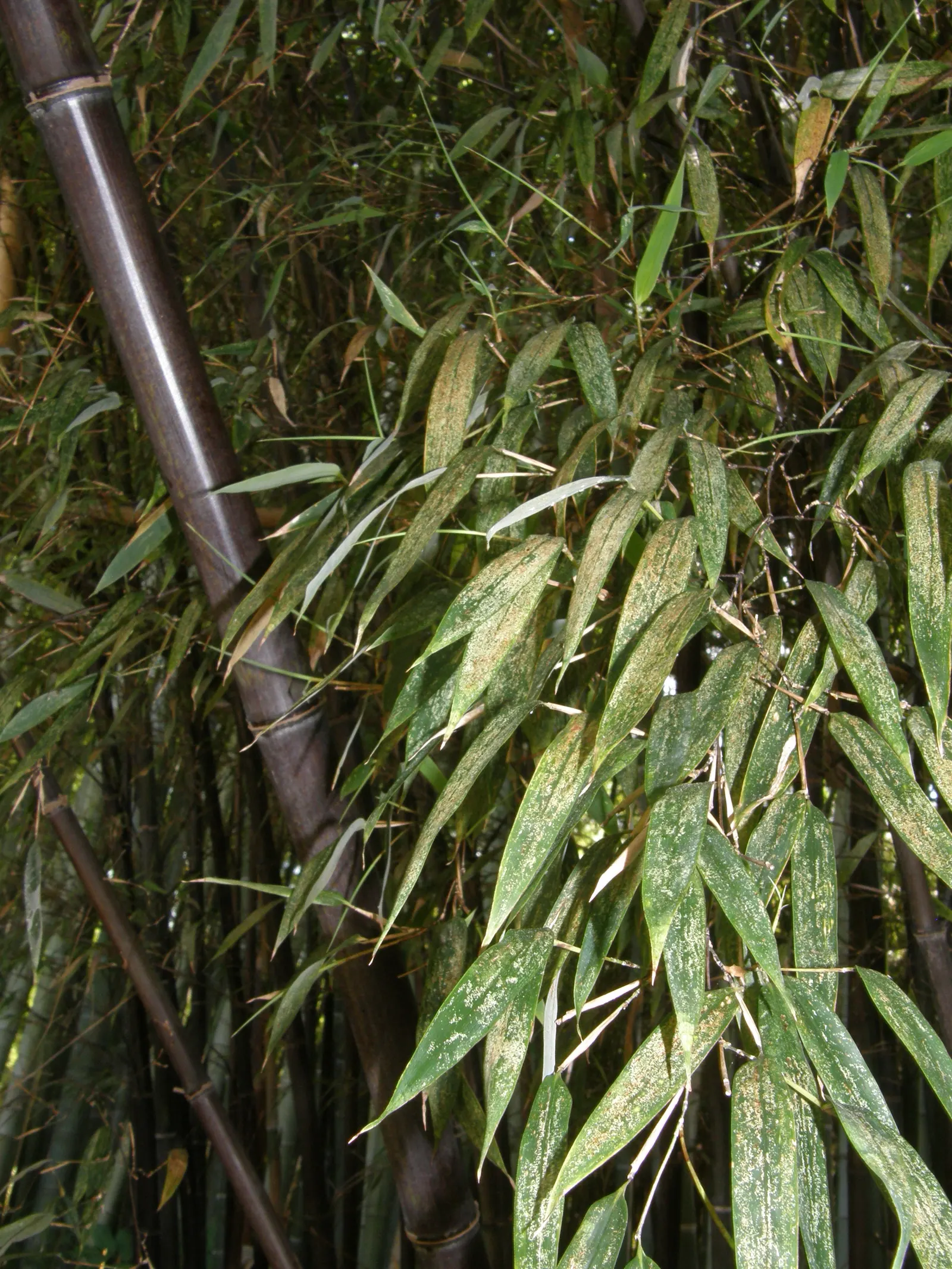Black Bamboo (Phyllostachys Nigra) — which mature from green to a deep black over a period of 2-3 years