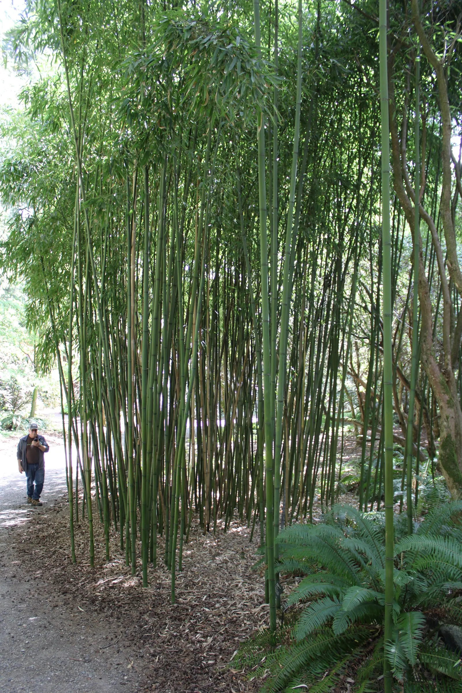 Black Bamboo (Phyllostachys Nigra) — delivers a striking contrast against green foliage