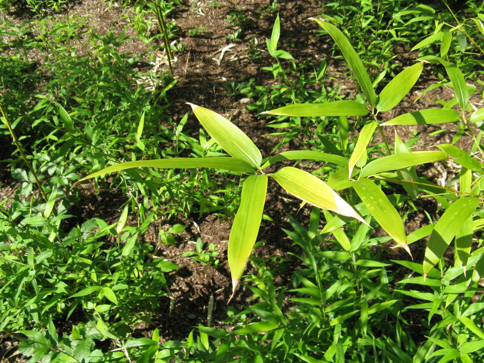 Black Bamboo (Phyllostachys Nigra) — bamboo for half or shade