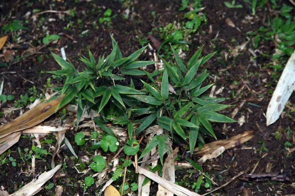 Black Bamboo (Phyllostachys Nigra) — Ideal as a privacy screen or focal point in a garden design; reaching 15-25 feet tall with 1-2 inch diameter, image 60