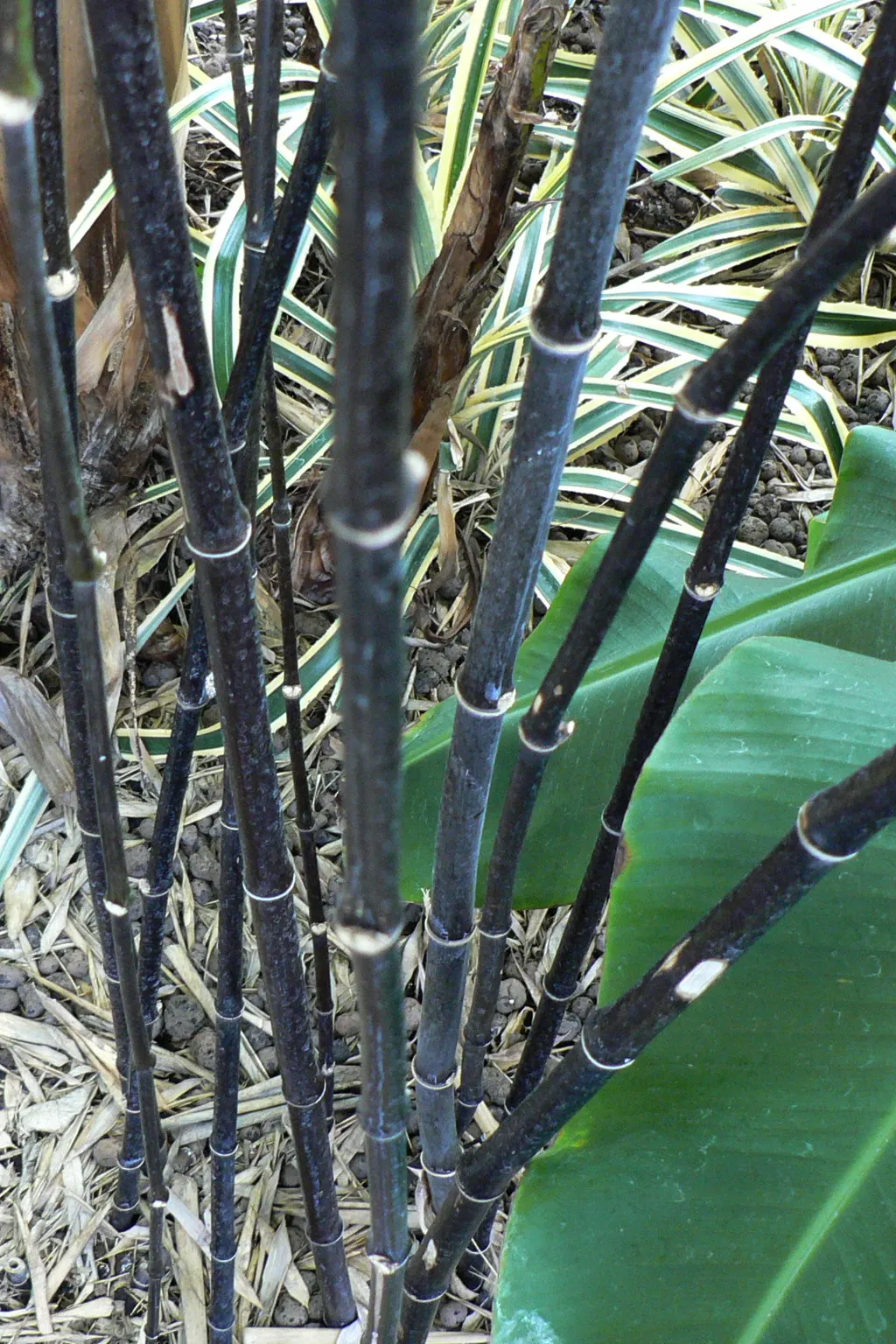 Black Bamboo (Phyllostachys Nigra) — It thrives in full sun to partial shade