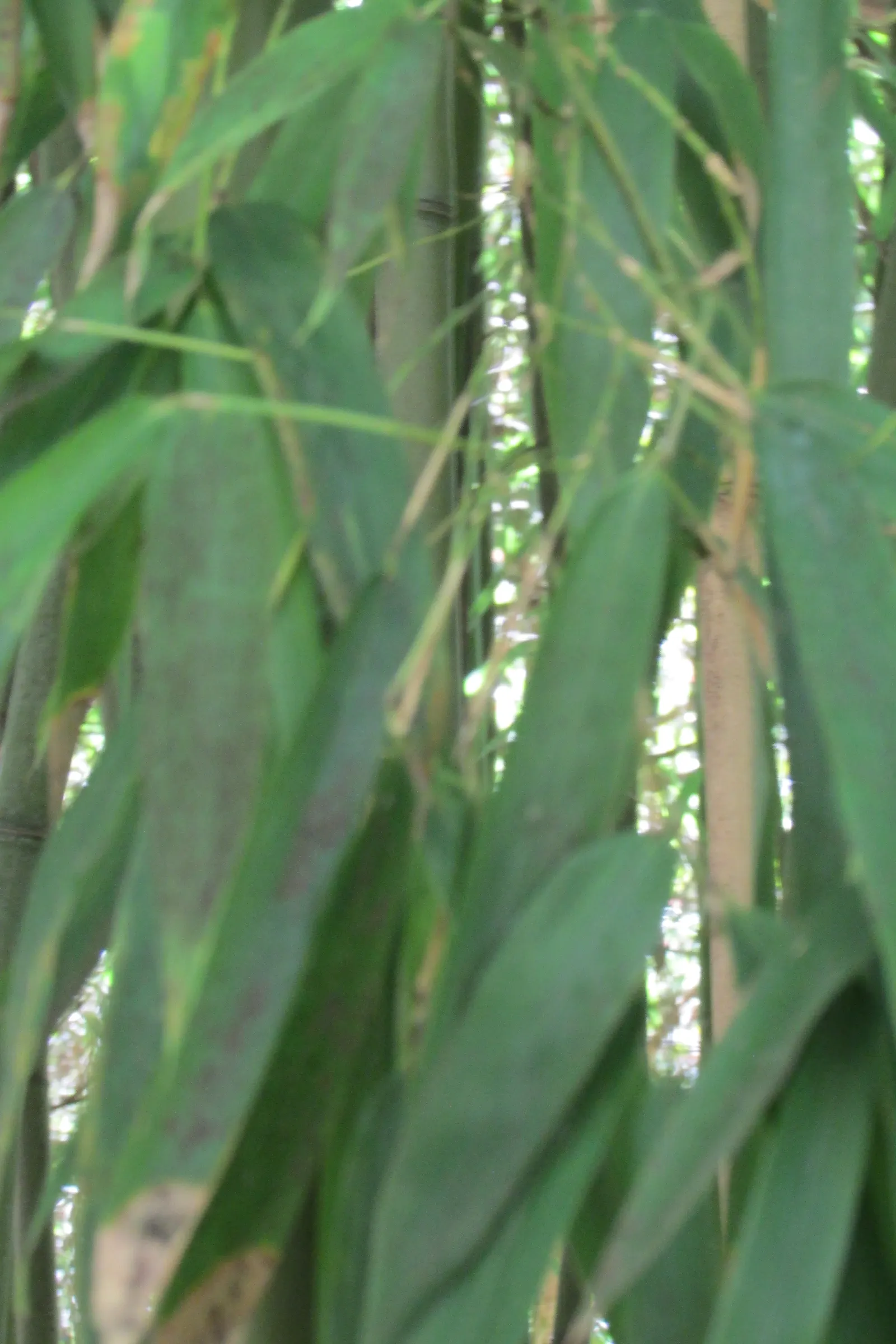 Black Bamboo (Phyllostachys Nigra) — reaching 15-25 feet tall with 1-2 inch diameter in USDA zones 7-10; bamboo for half or shade, image 57