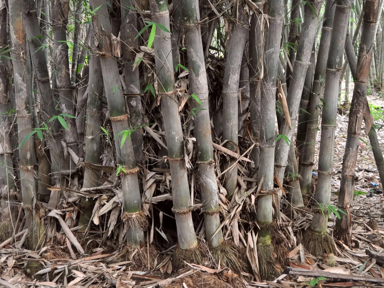 Black Bamboo (Phyllostachys Nigra) — and given adequate conditions