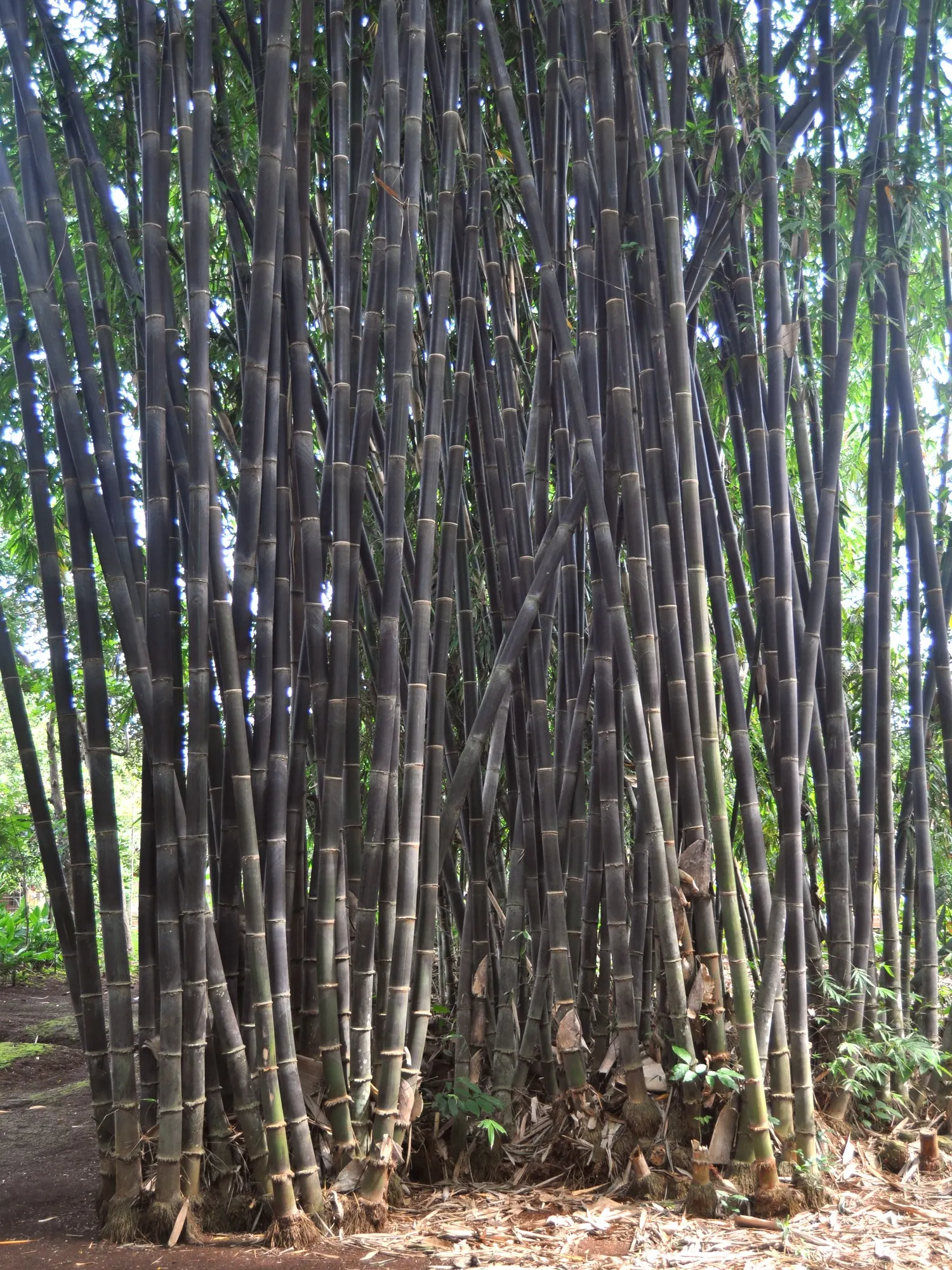 Black Bamboo (Phyllostachys Nigra) — For optimal growth and health; phyllostachys nigra, or Black Bamboo, is a striking ornamental species known, image 52