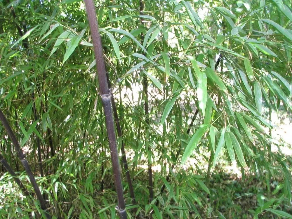 Black Bamboo (Phyllostachys Nigra) — Rapid growth may require containment; and given adequate conditions, image 59