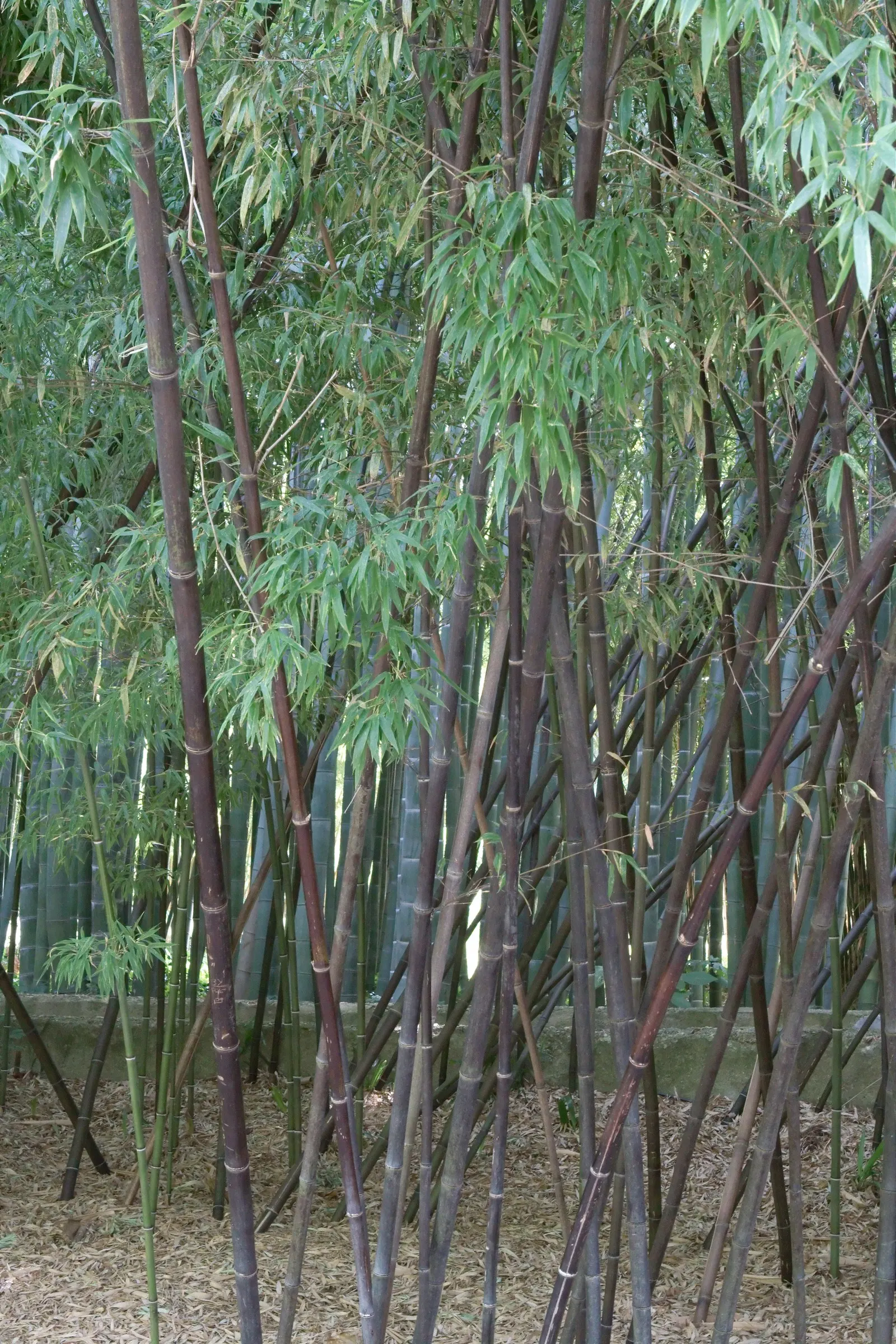 Black Bamboo (Phyllostachys Nigra) — it can grow up to 24 inches in a day during the growing season