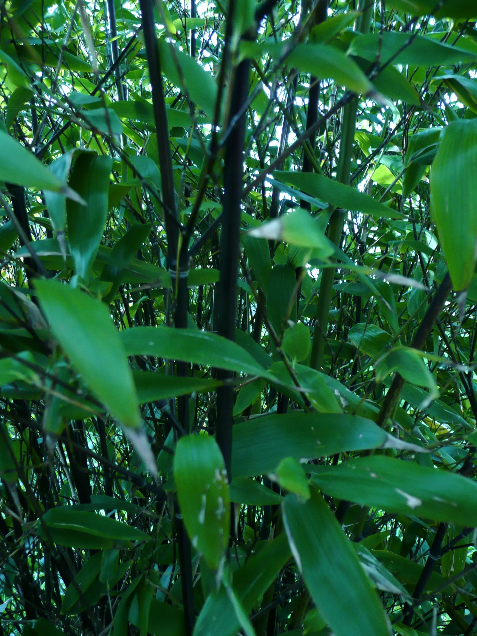 Black Bamboo (Phyllostachys Nigra) — Rapid growth may require containment; and given adequate conditions