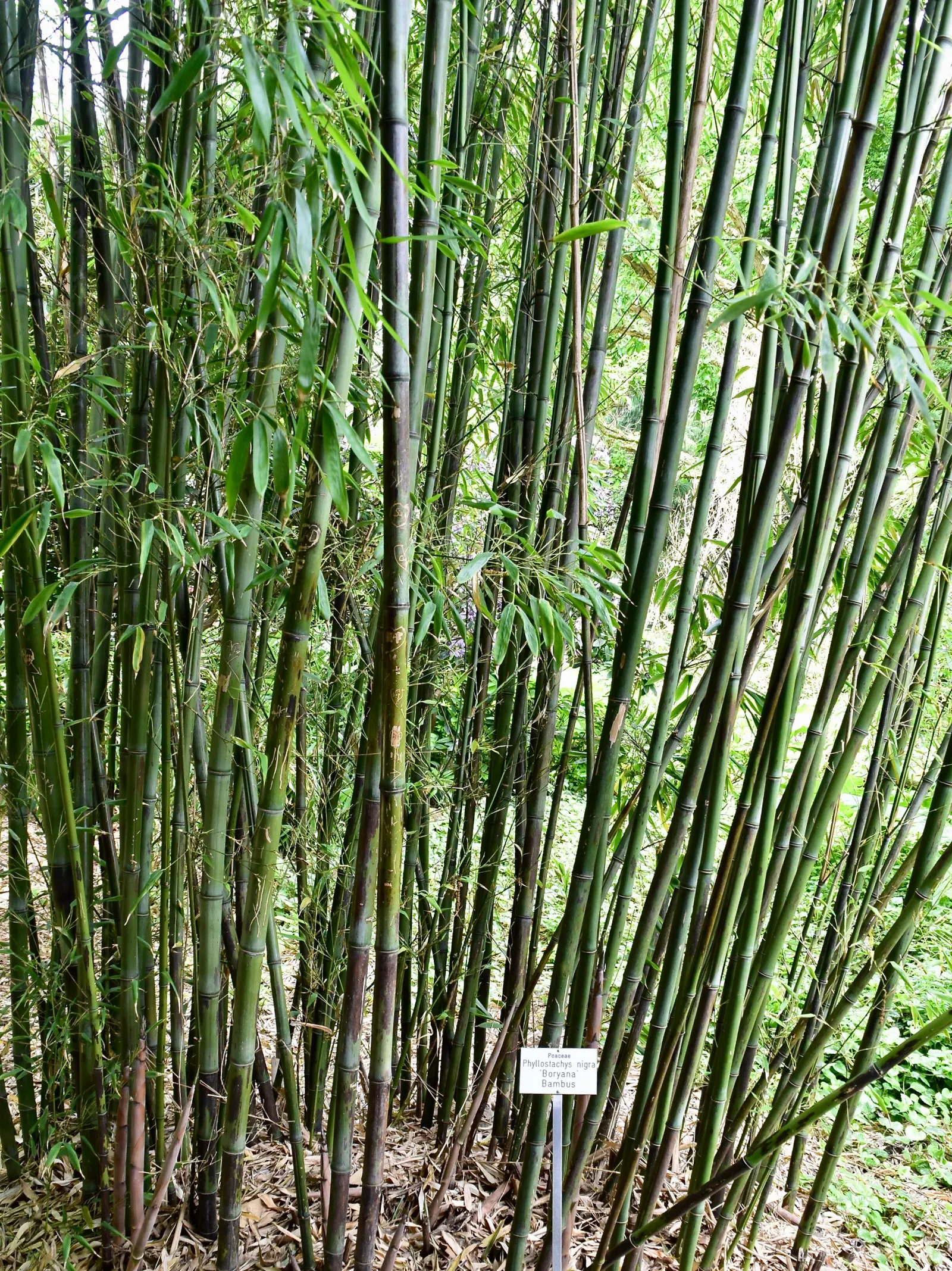 Black Bamboo (Phyllostachys Nigra) — making it an excellent feature in a landscape designed for visual impact; canes mature to jet black in 2-3 years