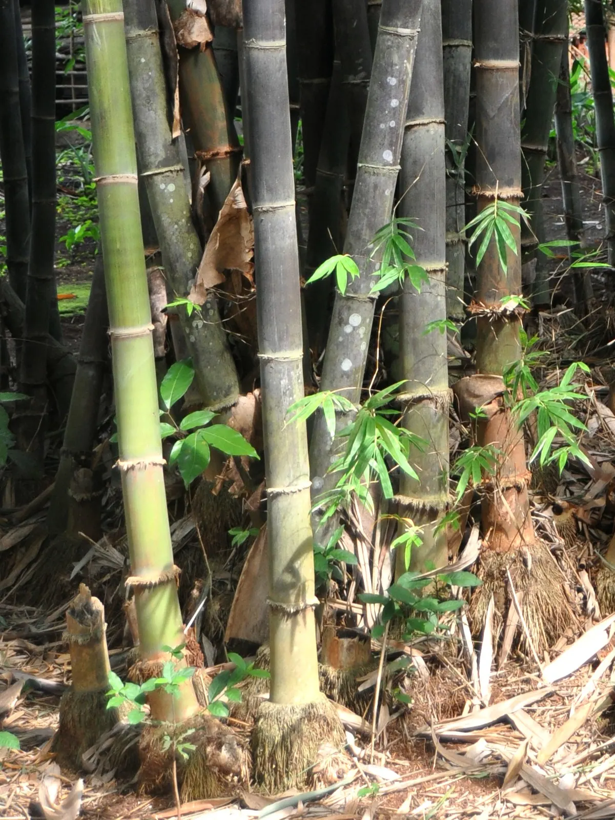 Black Bamboo (Phyllostachys Nigra) — Phyllostachys nigra, or Black Bamboo, is a striking ornamental species known for its unique, dark-hued culms, image 55