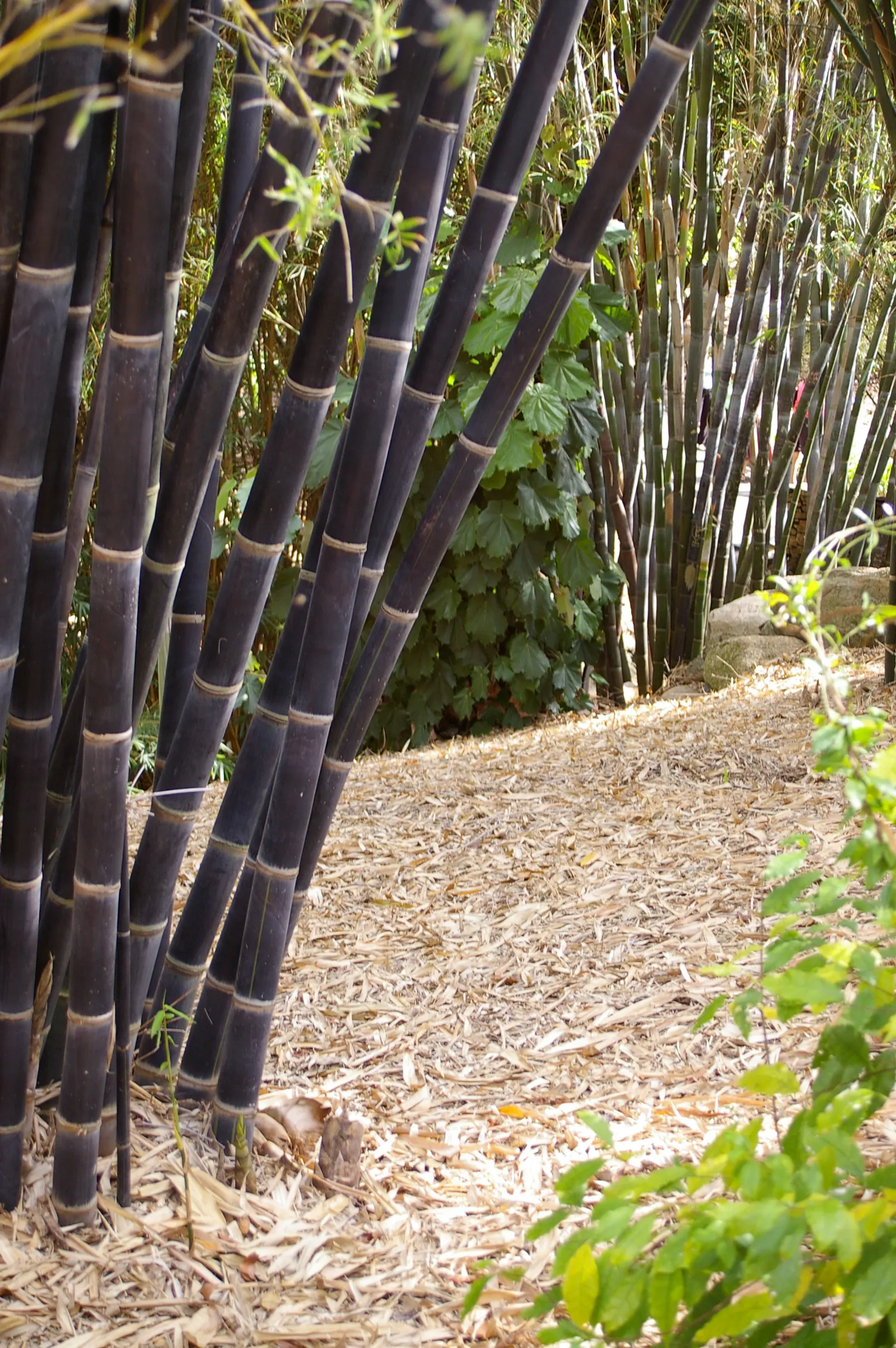 Black Bamboo (Phyllostachys Nigra) — It thrives in full sun to partial shade; for optimal growth and health, image 49