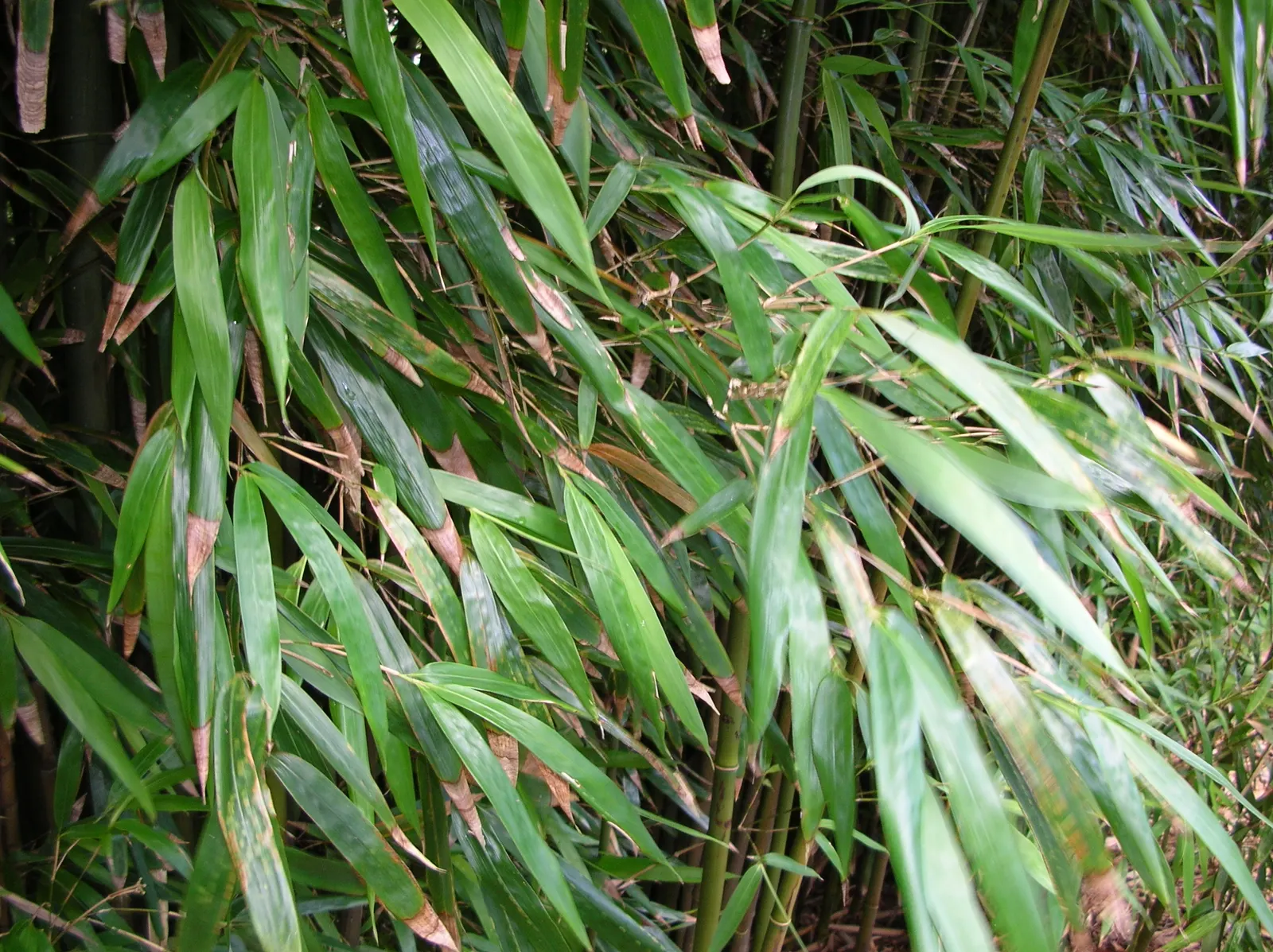 Black Bamboo (Phyllostachys Nigra) — canes mature to jet black in 2-3 years