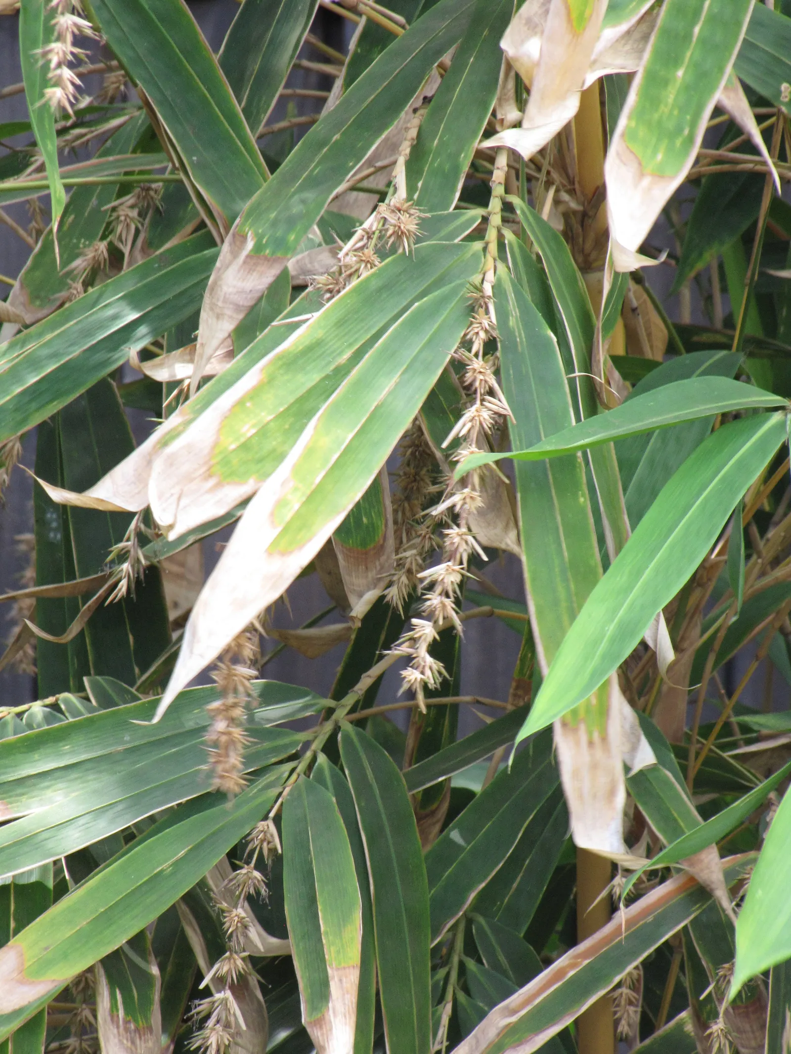 Black Bamboo (Phyllostachys Nigra) — and given adequate conditions; rapid growth may require containment, image 50