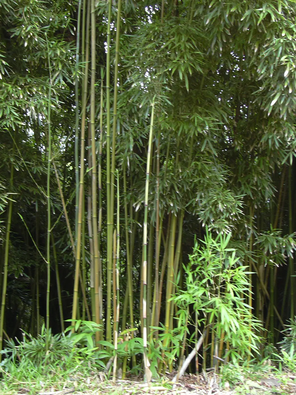 Black Bamboo (Phyllostachys Nigra) — Ideal as a privacy screen or focal point in a garden design; reaching 15-25 feet tall with 1-2 inch diameter, image 42