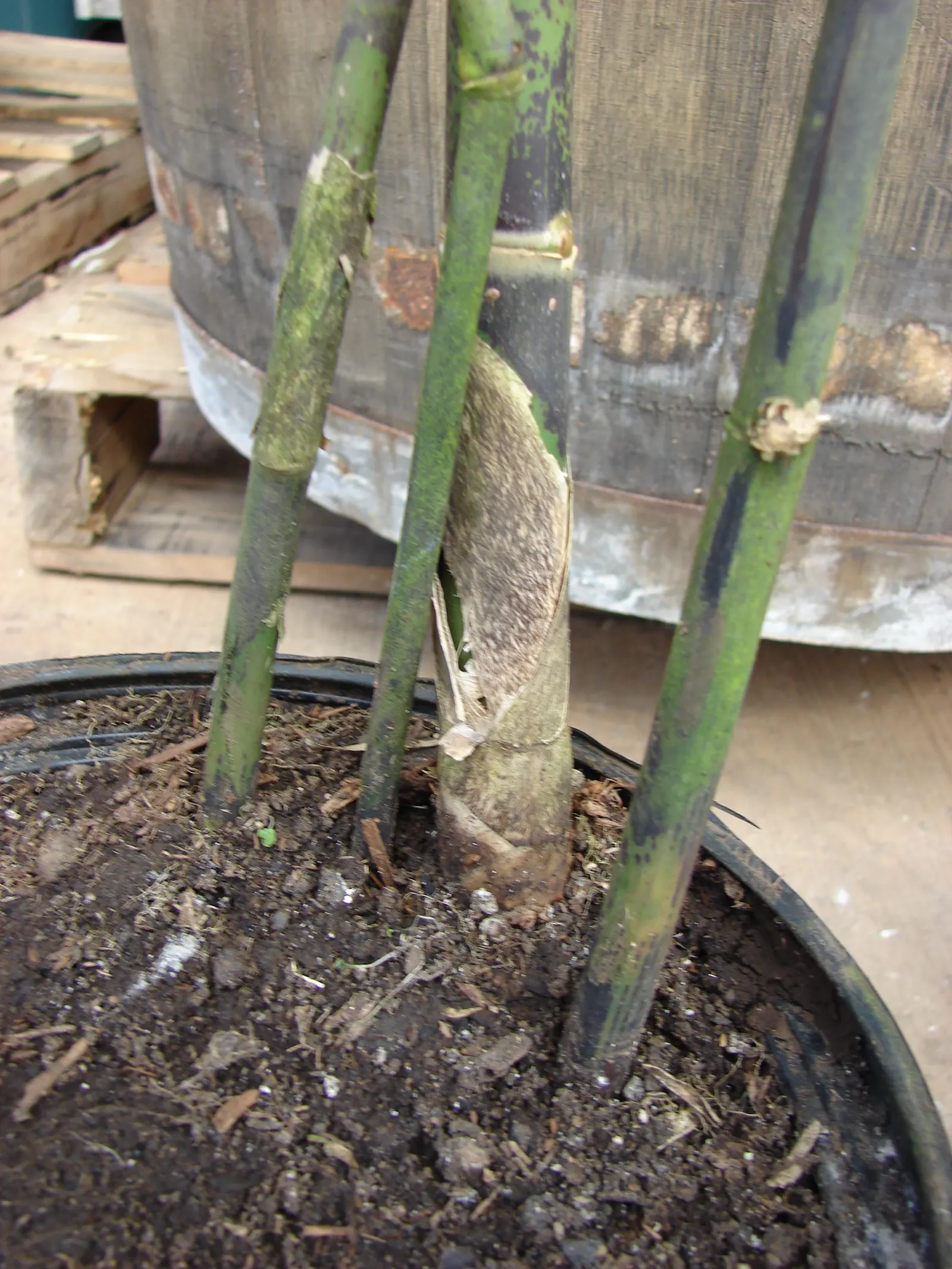 Black Bamboo (Phyllostachys Nigra) — which mature from green to a deep black over a period of 2-3 years; pruning of dead canes and thinning of the, image 44