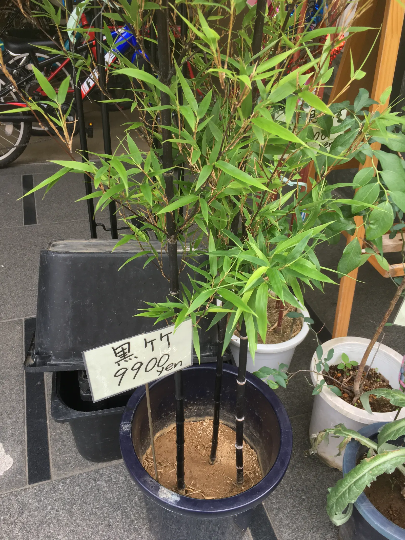 Black Bamboo (Phyllostachys Nigra) — delivers a striking contrast against green foliage; it thrives in full sun to partial shade, image 46