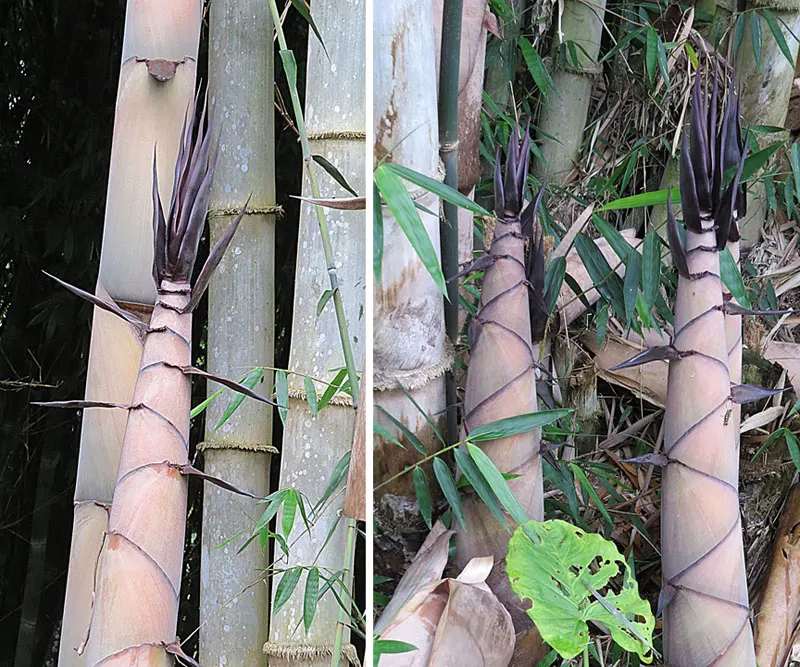 Black Bamboo (Phyllostachys Nigra) — bamboo for half or shade; it can grow up to 24 inches in a day during the growing season