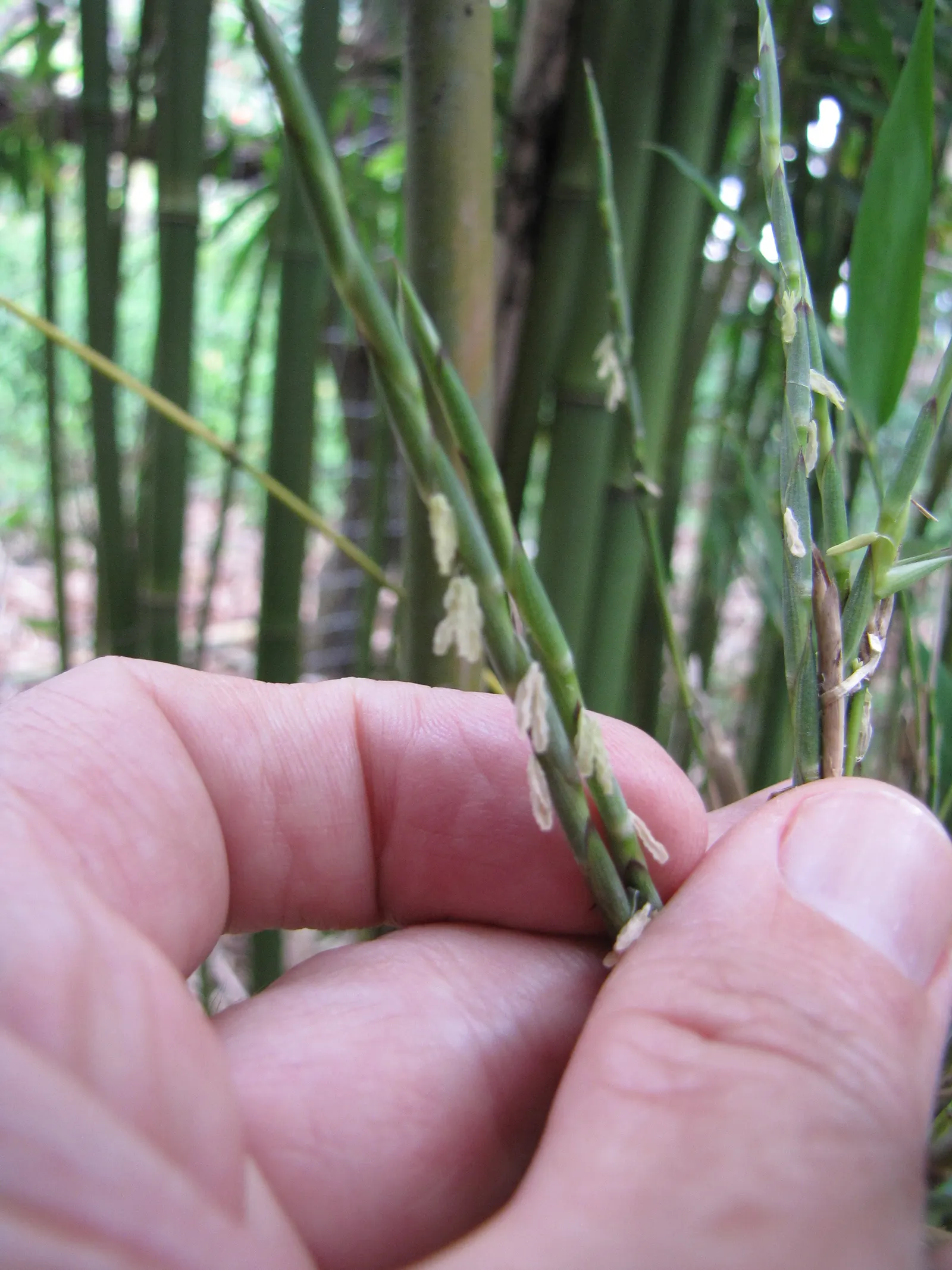 Black Bamboo (Phyllostachys Nigra) — reaching 15-25 feet tall with 1-2 inch diameter in USDA zones 7-10; bamboo for half or shade