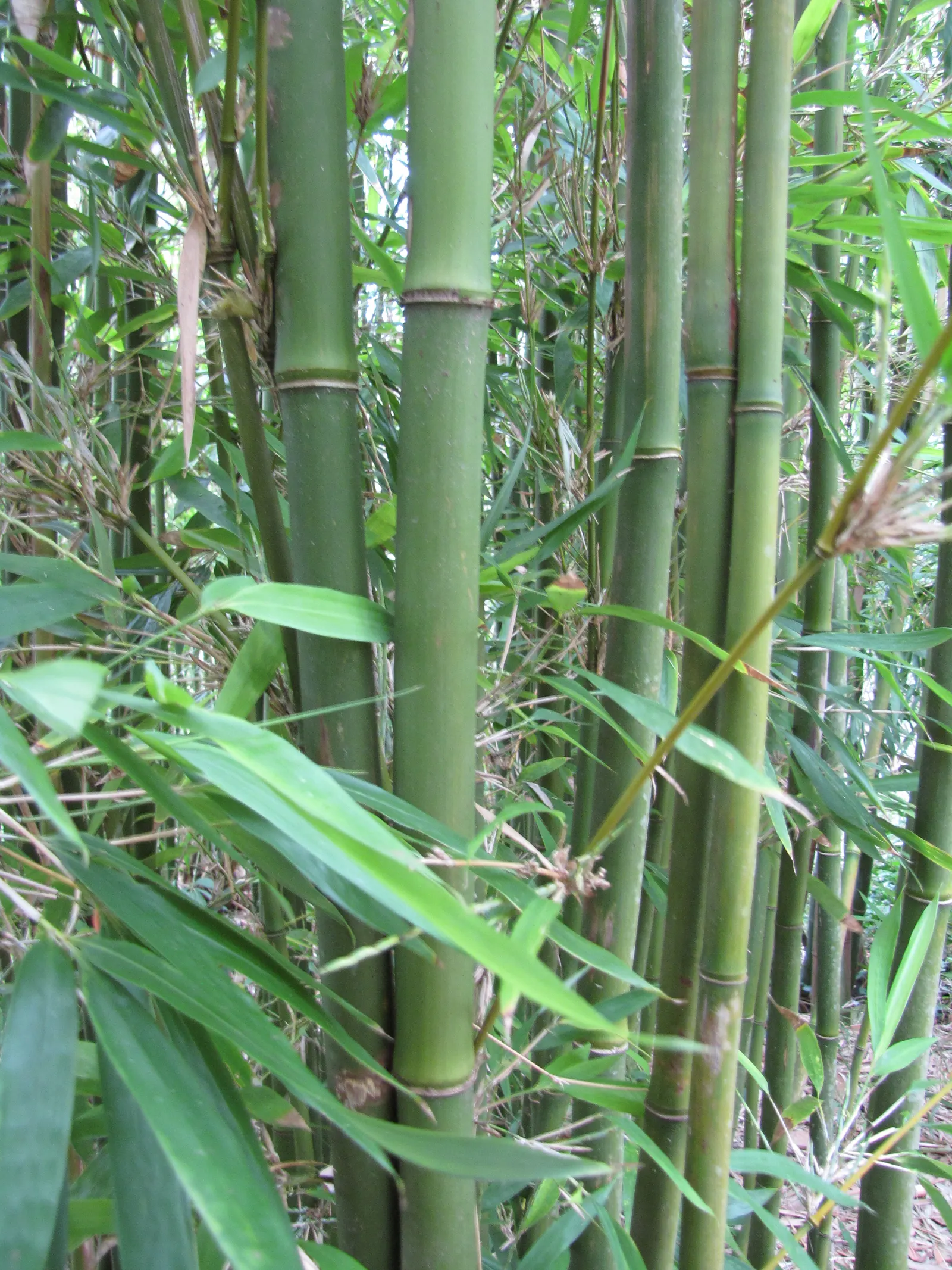 Black Bamboo (Phyllostachys Nigra) — canes mature to jet black in 2-3 years; making it an excellent feature in a landscape designed for visual impact