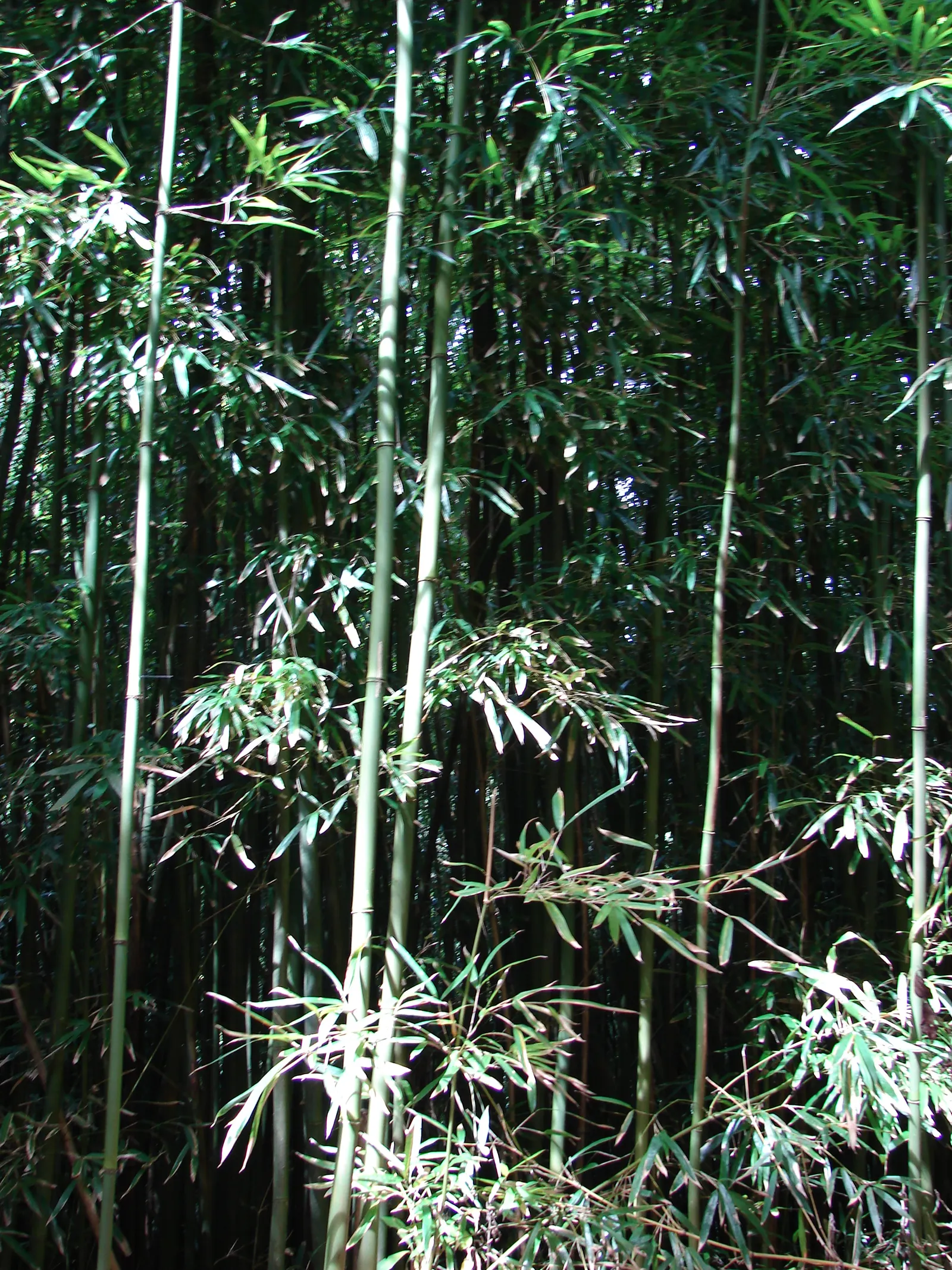 Black Bamboo (Phyllostachys Nigra) — Pruning of dead canes and thinning of the grove can encourage airflow and enhance the plant's natural elegance; which