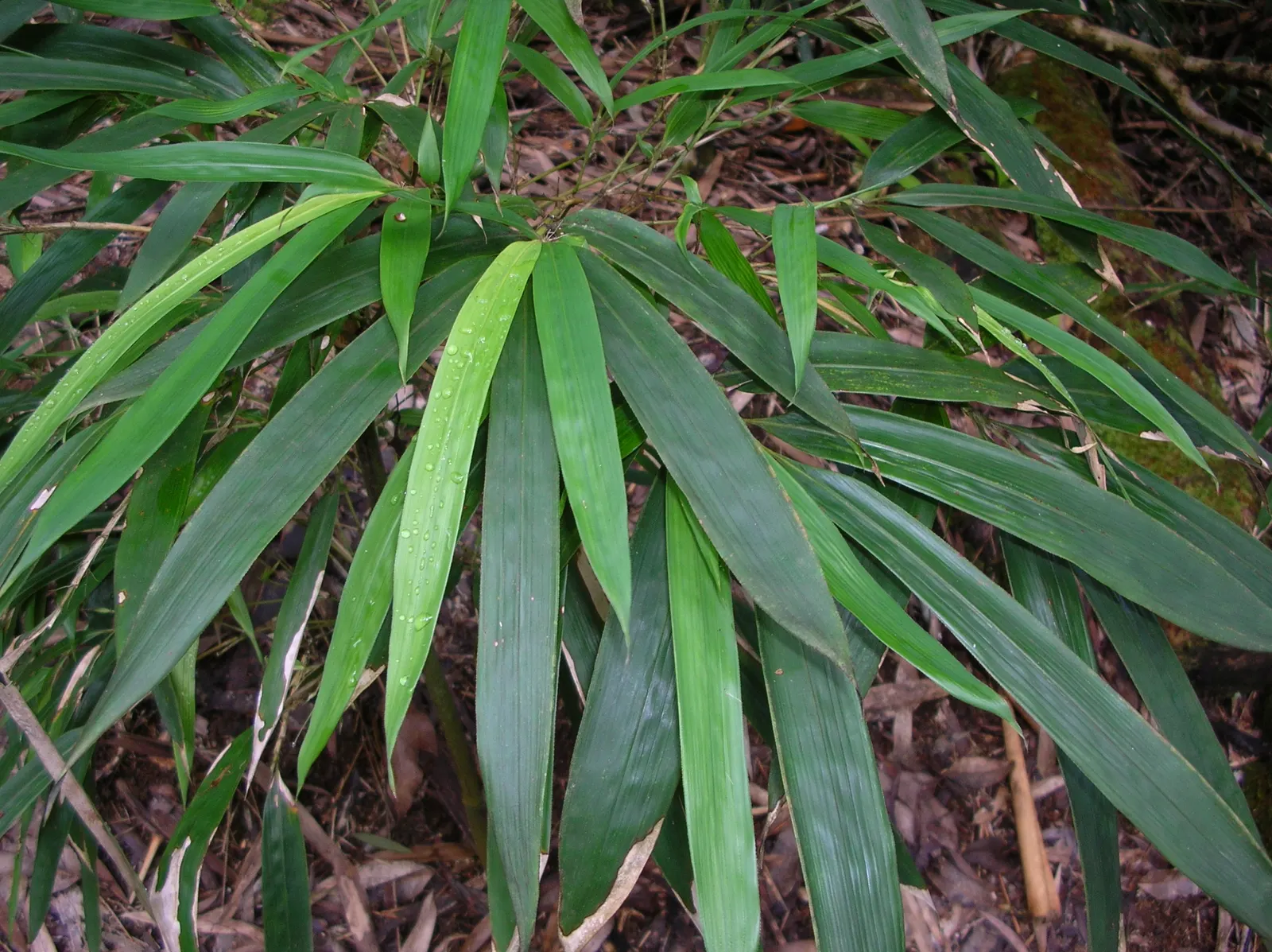 Black Bamboo (Phyllostachys Nigra) — reaching 15-25 feet tall with 1-2 inch diameter in USDA zones 7-10