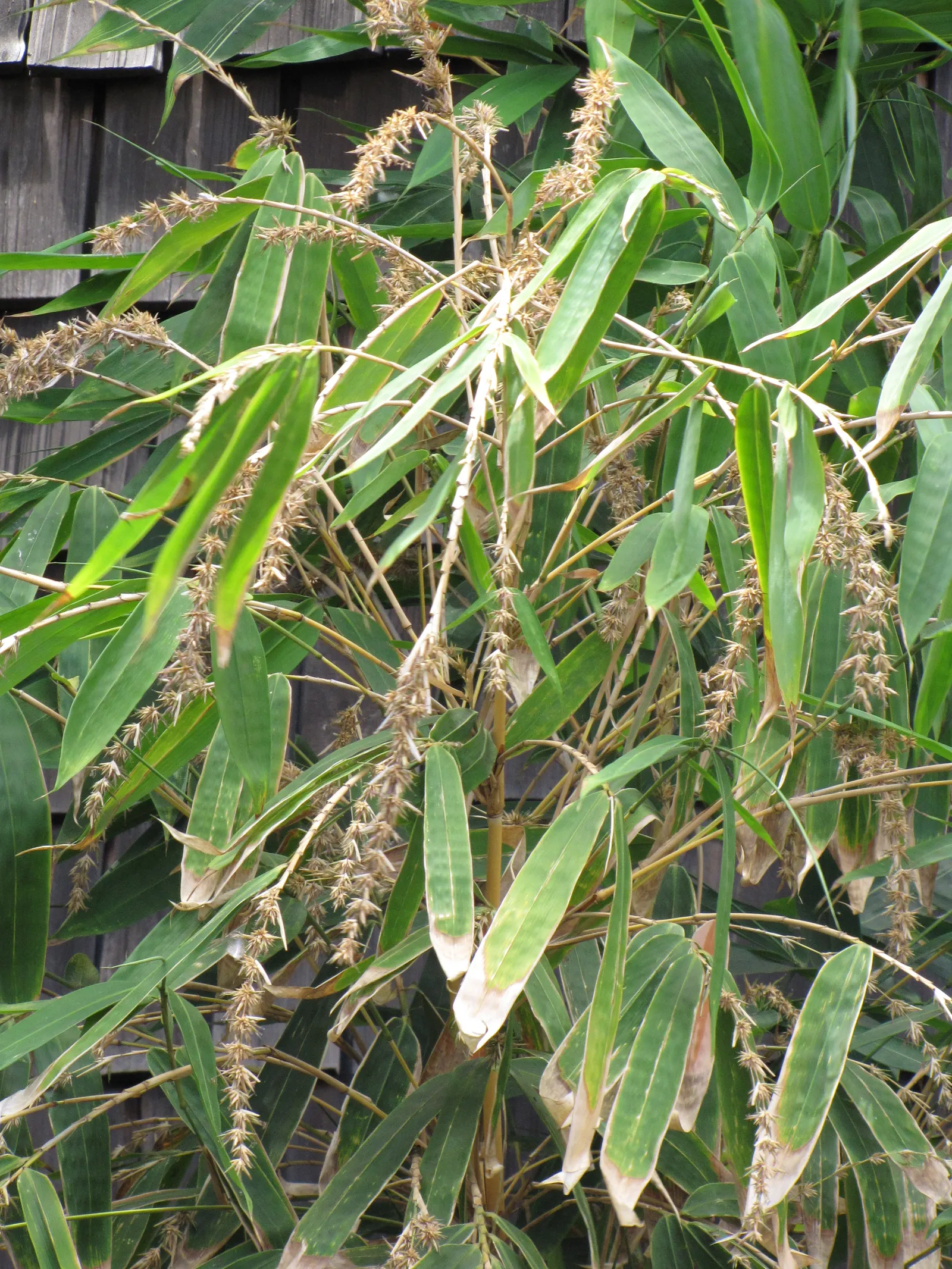 Black Bamboo (Phyllostachys Nigra) — Phyllostachys nigra, or Black Bamboo, is a striking ornamental species known for its unique, dark-hued culms; thrives in