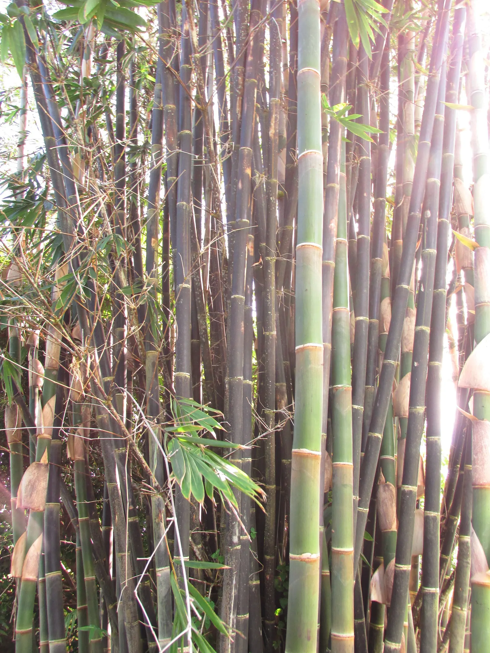 Black Bamboo (Phyllostachys Nigra) — bamboo for half or shade; it can grow up to 24 inches in a day during the growing season, image 54