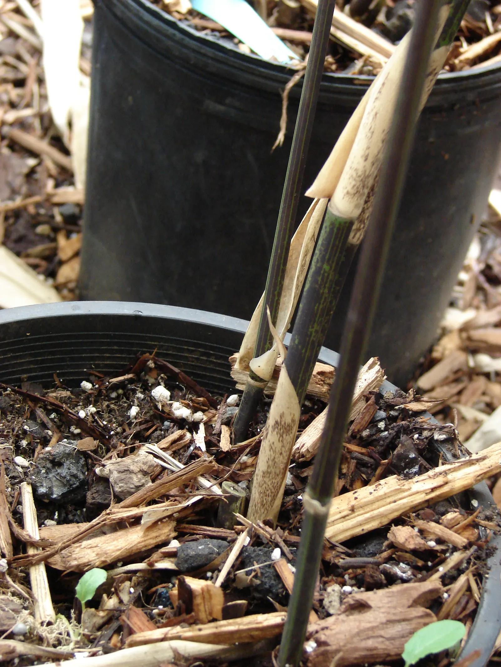 Black Bamboo (Phyllostachys Nigra) — along with its lustrous sheen
