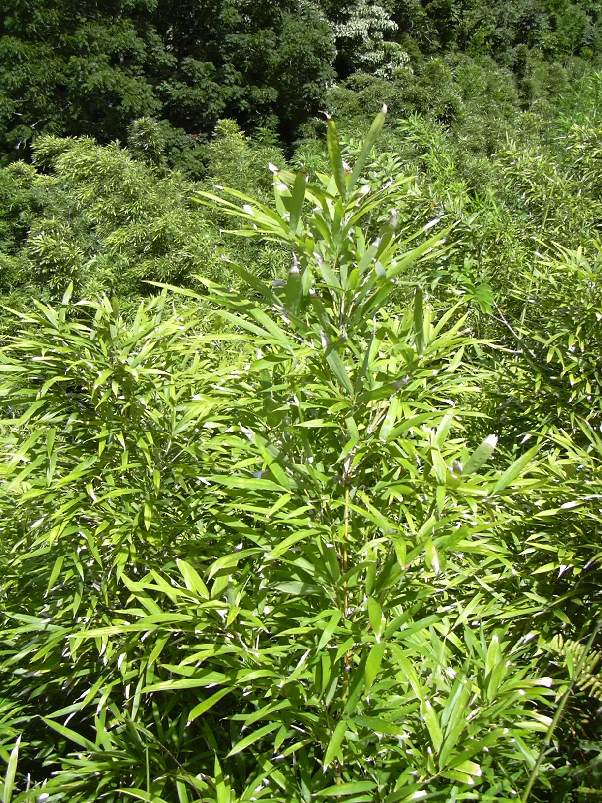 Black Bamboo (Phyllostachys Nigra) — canes mature to jet black in 2-3 years; making it an excellent feature in a landscape designed for visual, image 38